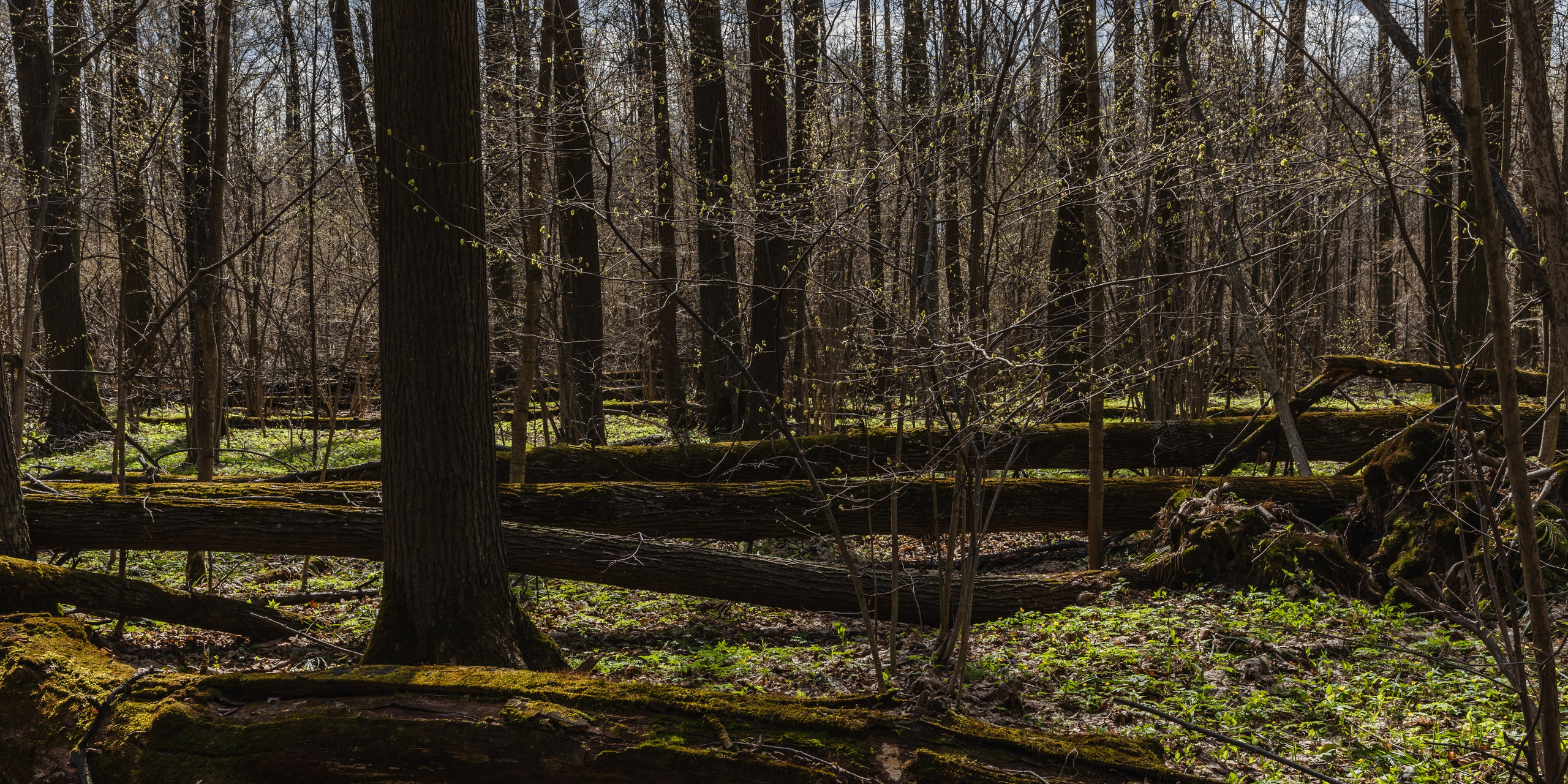 Лосиный остров. Май 2022. Фотографии