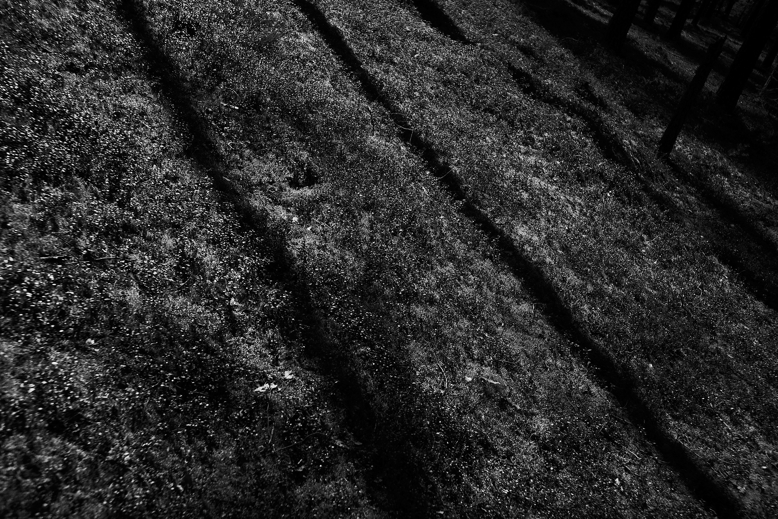 Формы Дерева 22г -…. Фотограф и оператор мероприятий, концертов и портретов в городе Москва