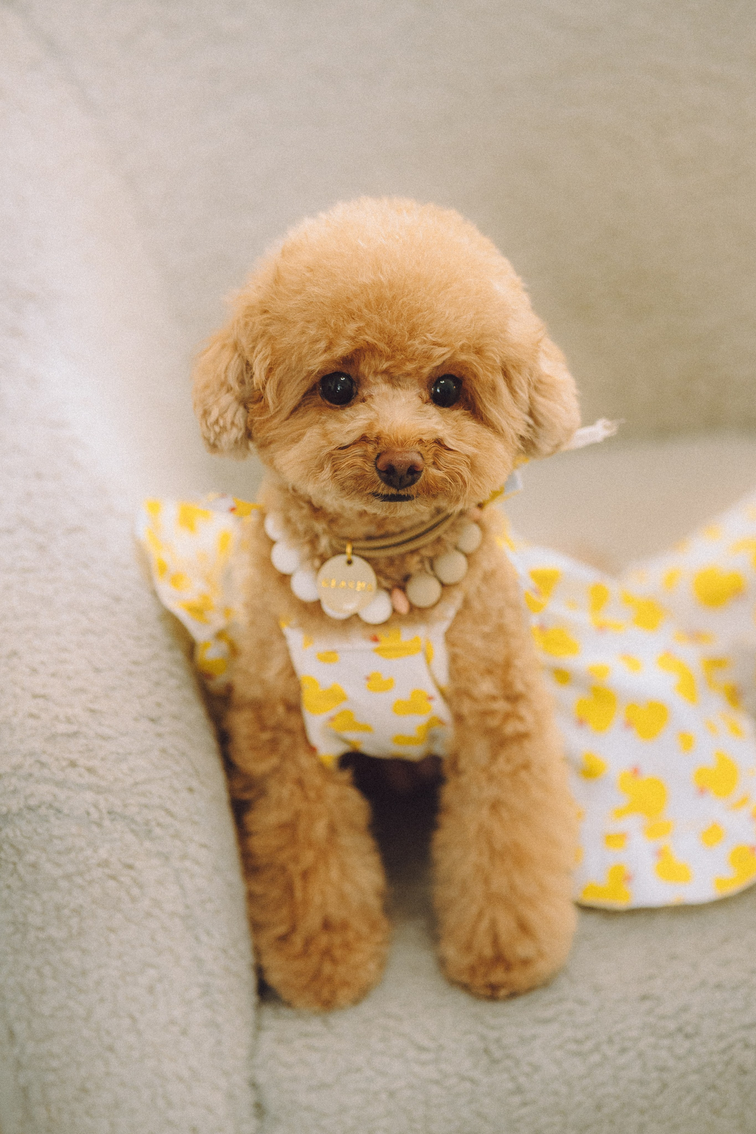 День Рождения пуделя Глаши