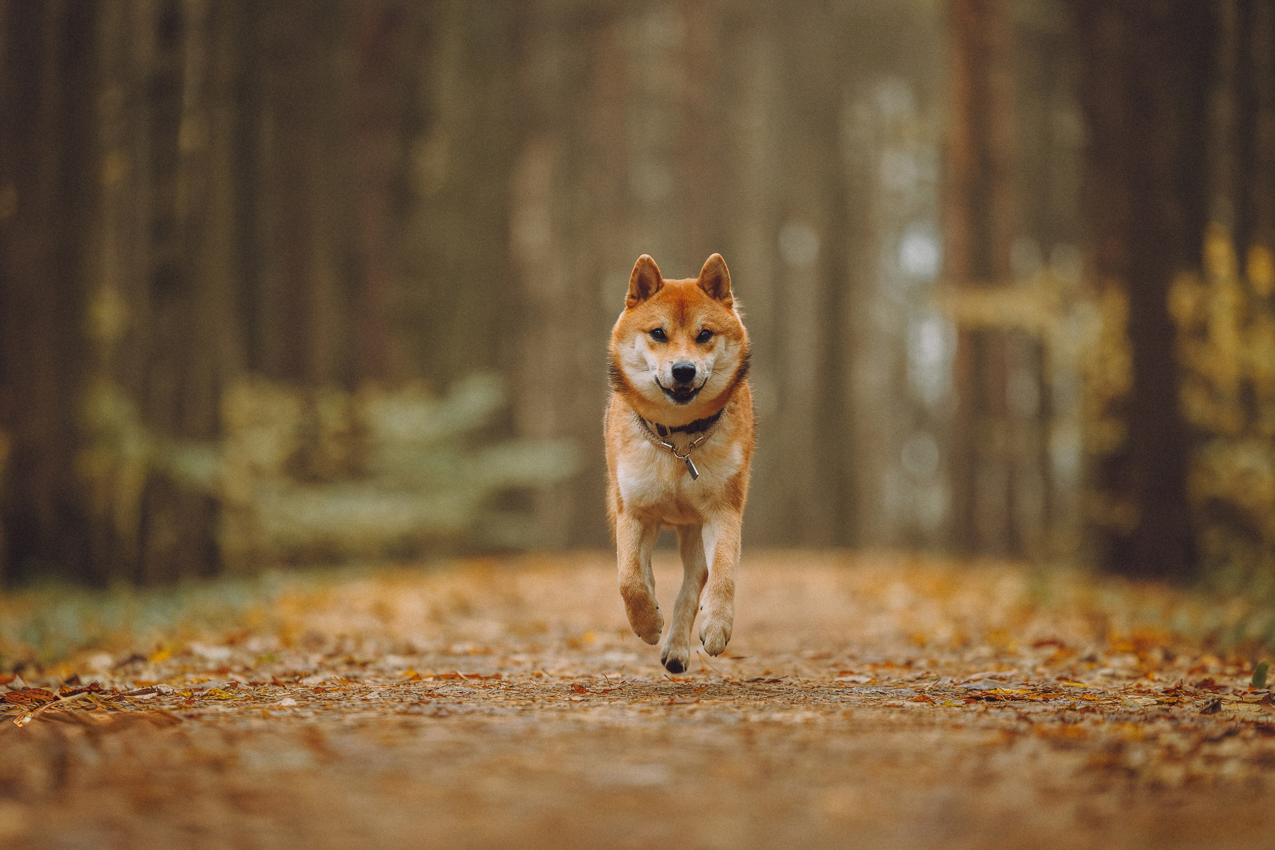 Настя, Юра и Скай