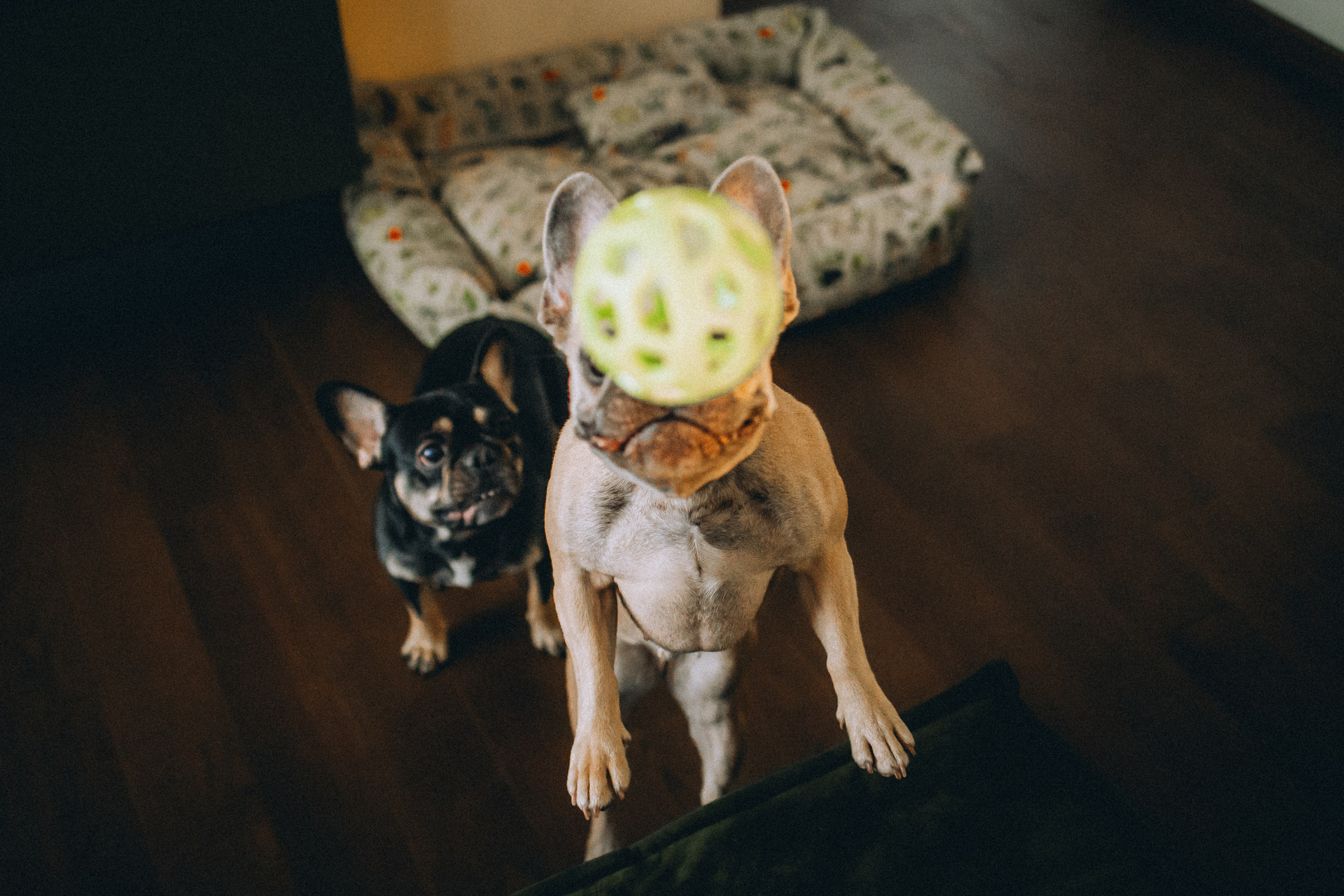 Юля, Мия и Зек