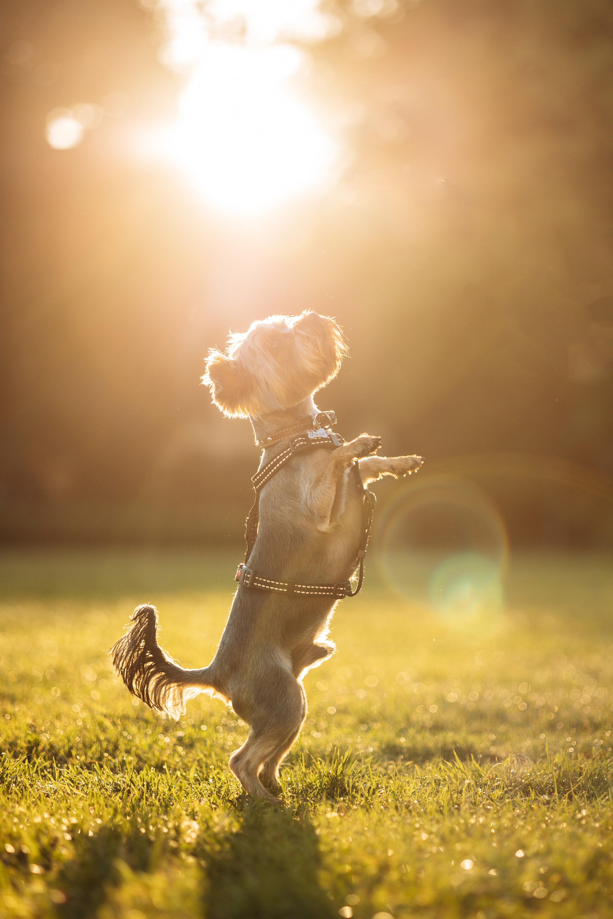Филя и его семья. Фотограф — Анималист | Санкт-Петербург