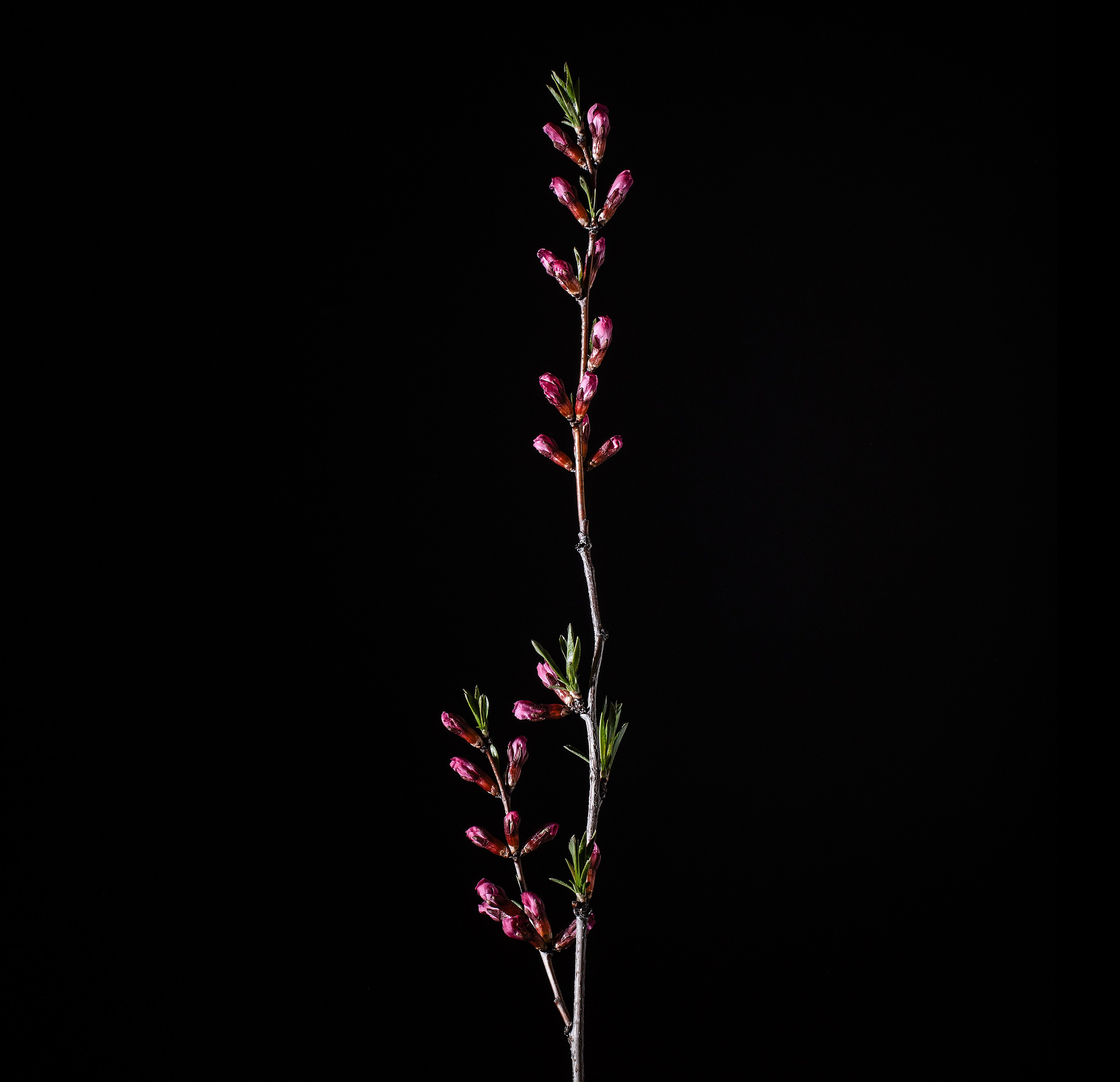 Цветопись 2024. Яна Каменская