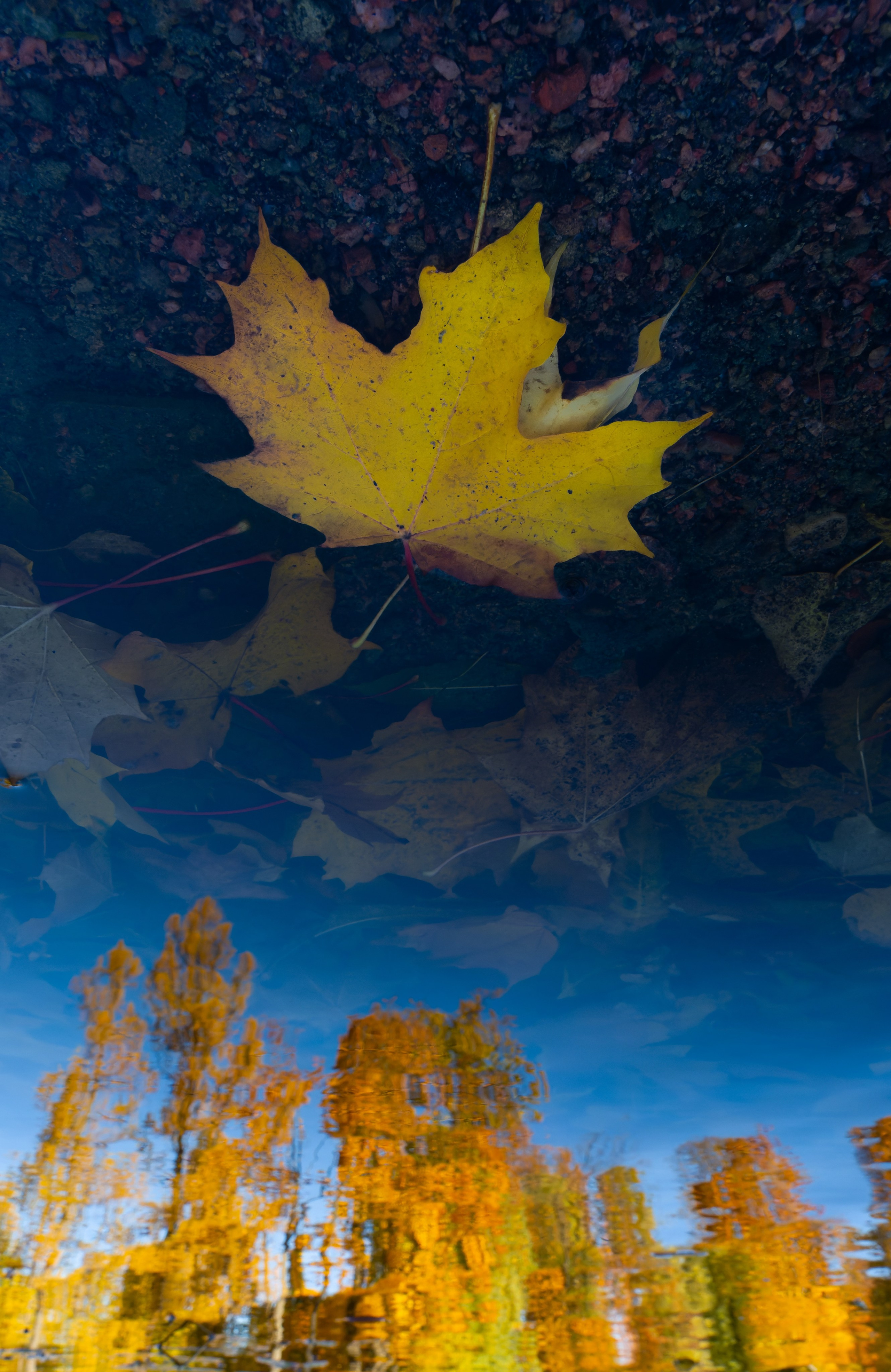 Арт. Oles Paritskiy