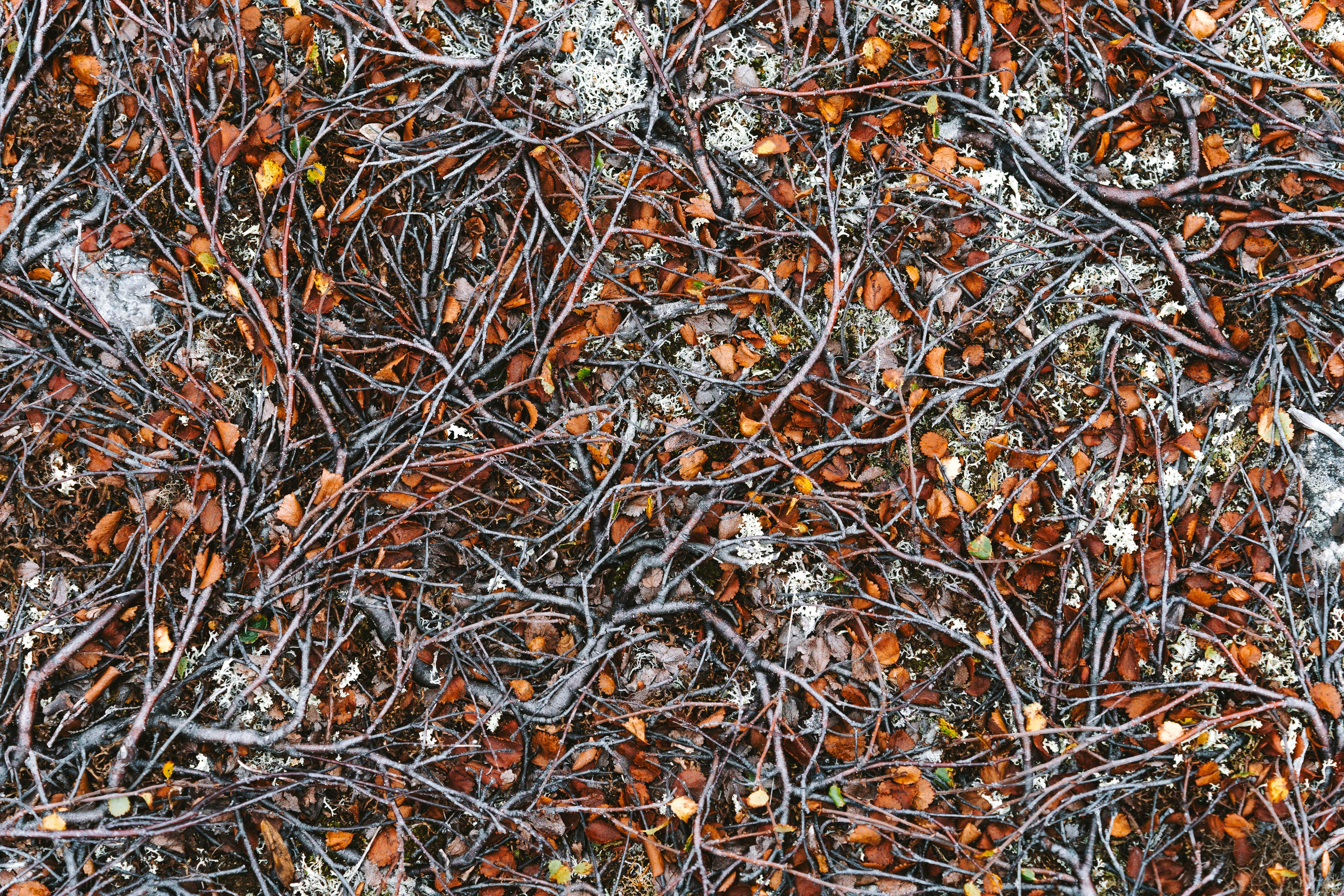 Landscape+. Arseny Sapelkin