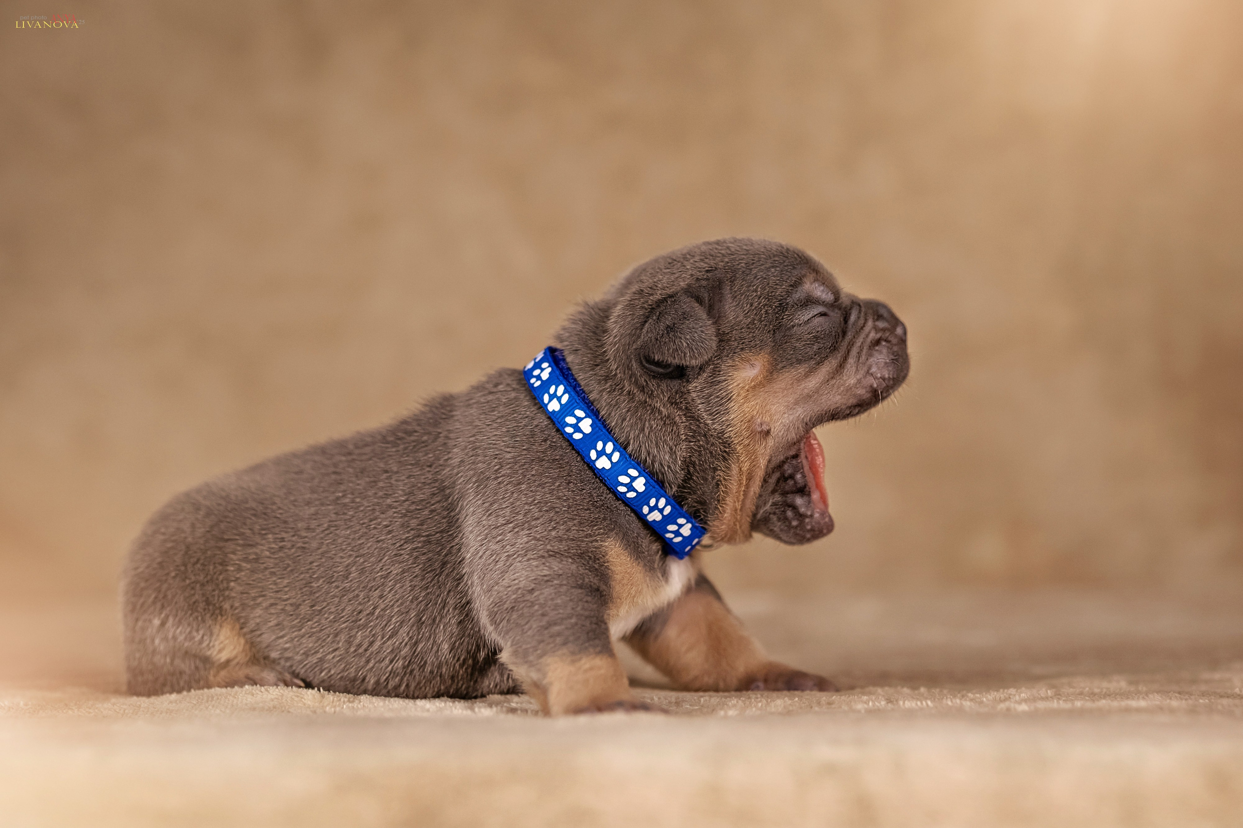 Амбулли. Фотограф анималист Аня Ливанова | Рыбинск