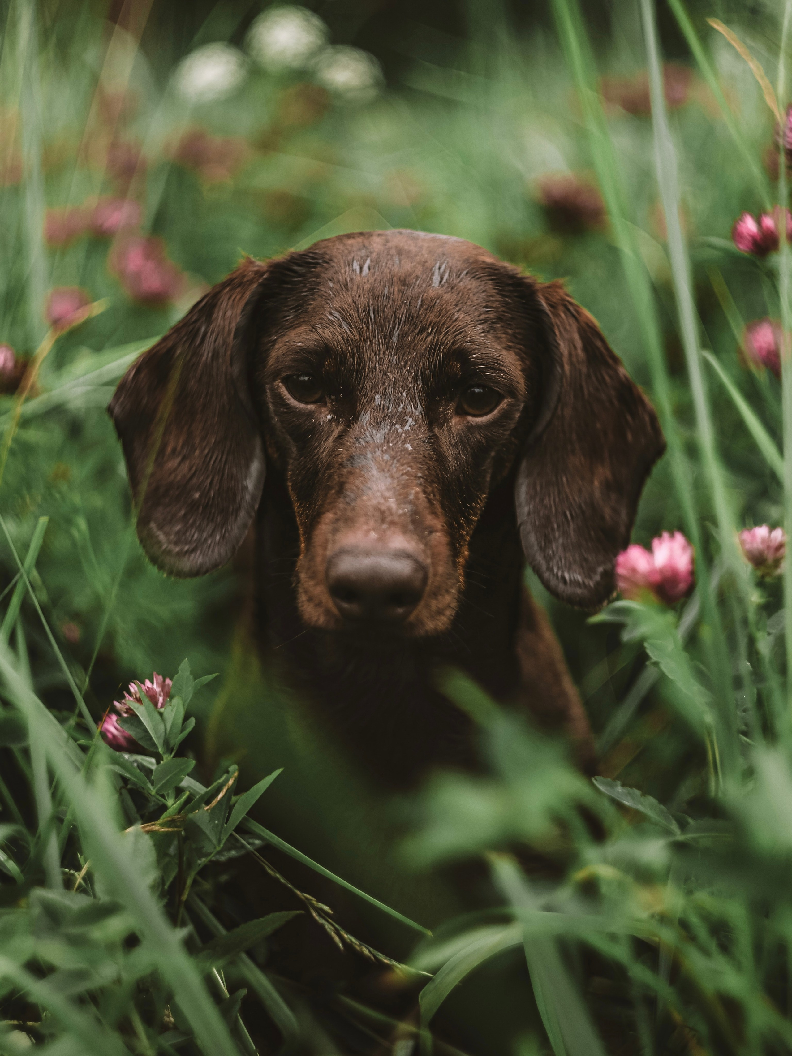 Собаки. Фотограф Ольга Мурзина