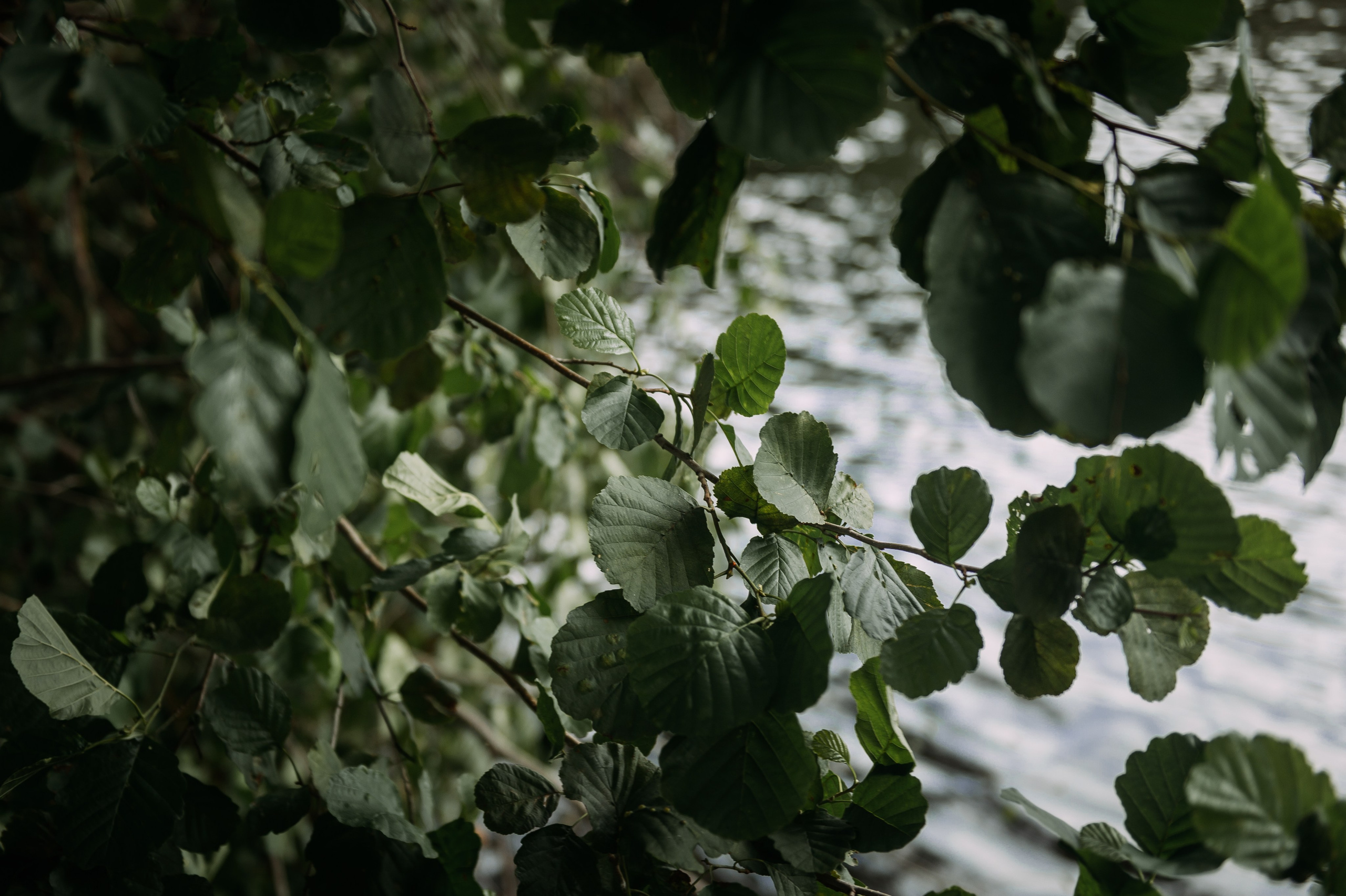 Катя + Кирилл. Свадебный фотограф Алёна Замотаева