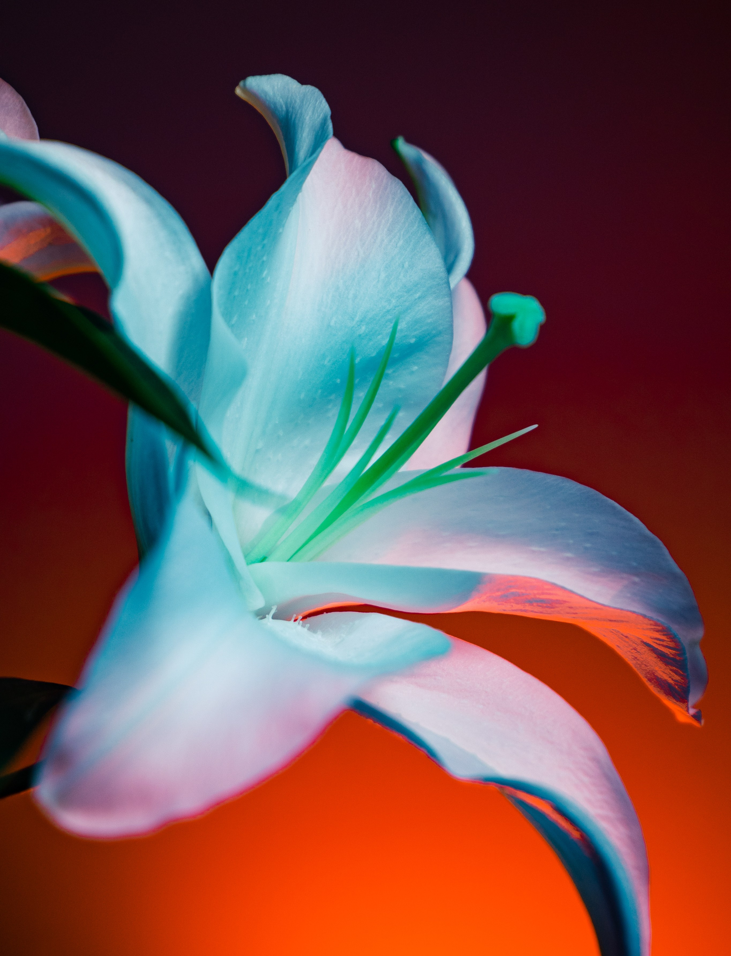 Цветы. Фотограф Алиса Аспер