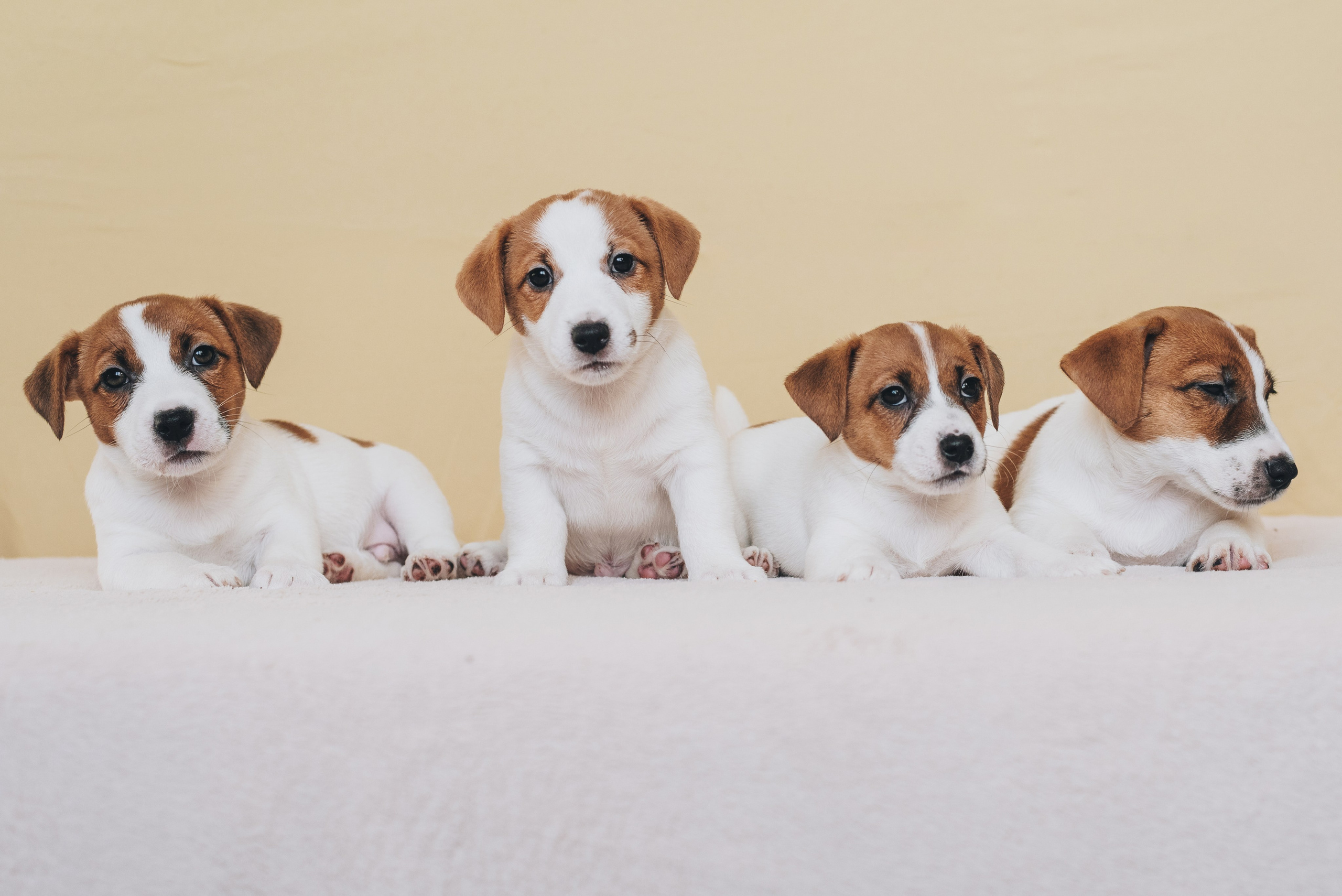 Jack Russell Terrier. Natalia Finch Photography — Family, Kids & Pet Photographer in Chicago, IL