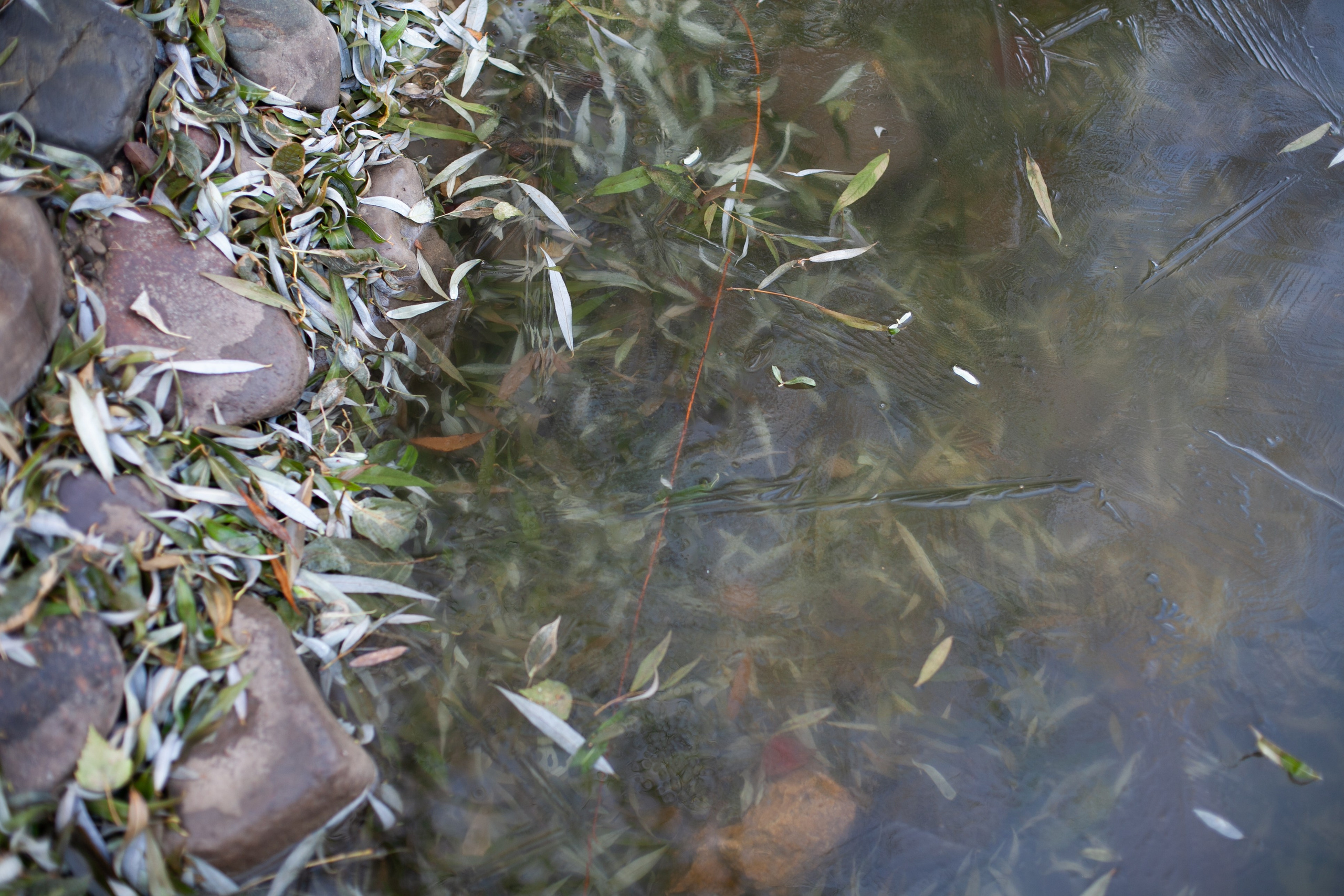 Сады Мечты. Контент для сайта. Фотограф Дарья Локотко в Красноярске