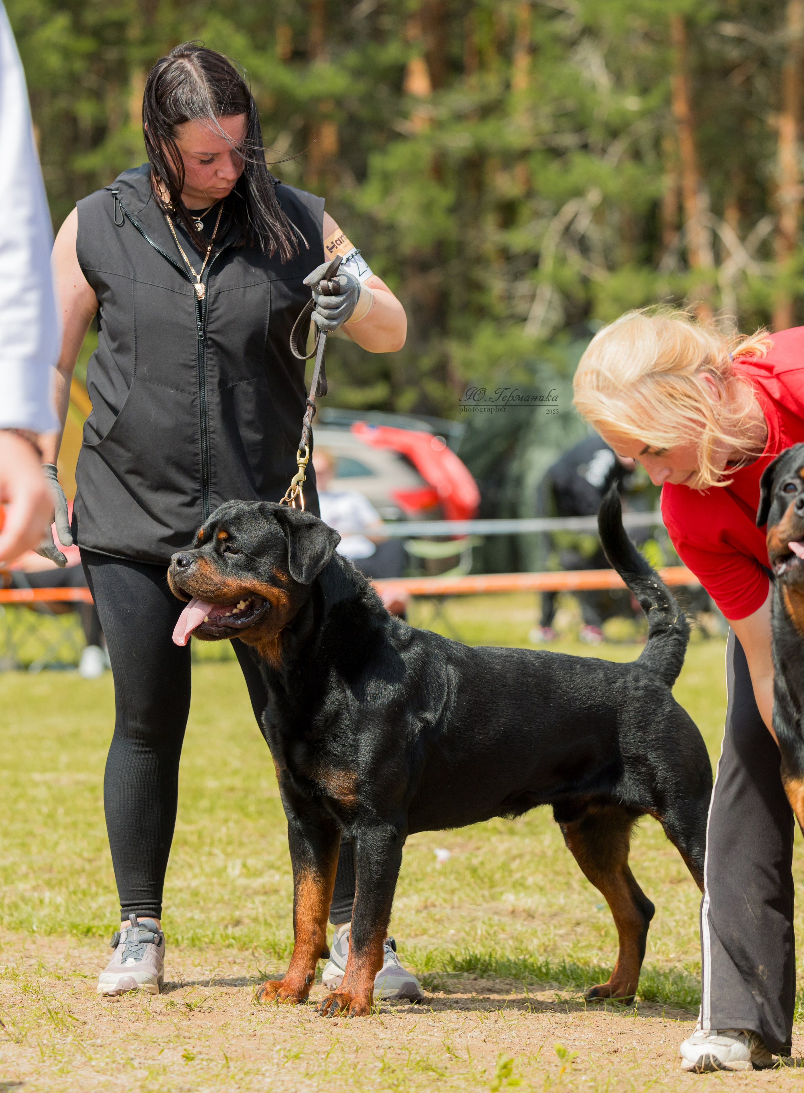 Тверь ротвейлеры 5-6.07.2025. Фотограф-анималист Юлия Германика
