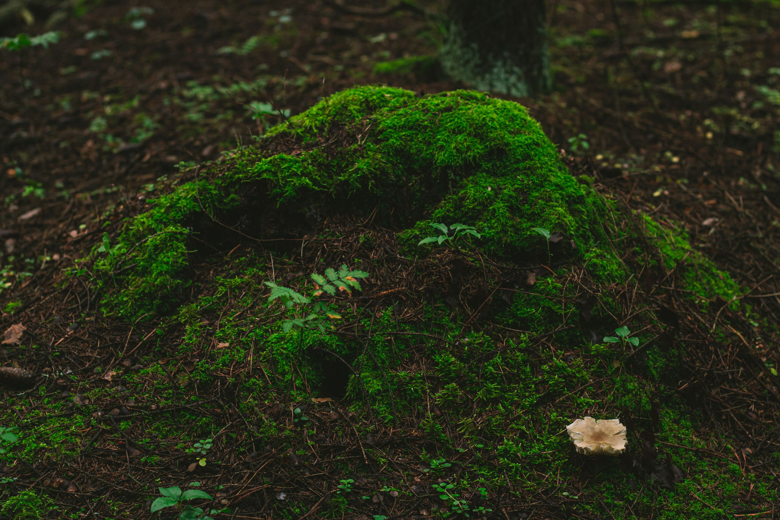 Александр и лес. Фотограф из Первоуральска Роман Заиченко