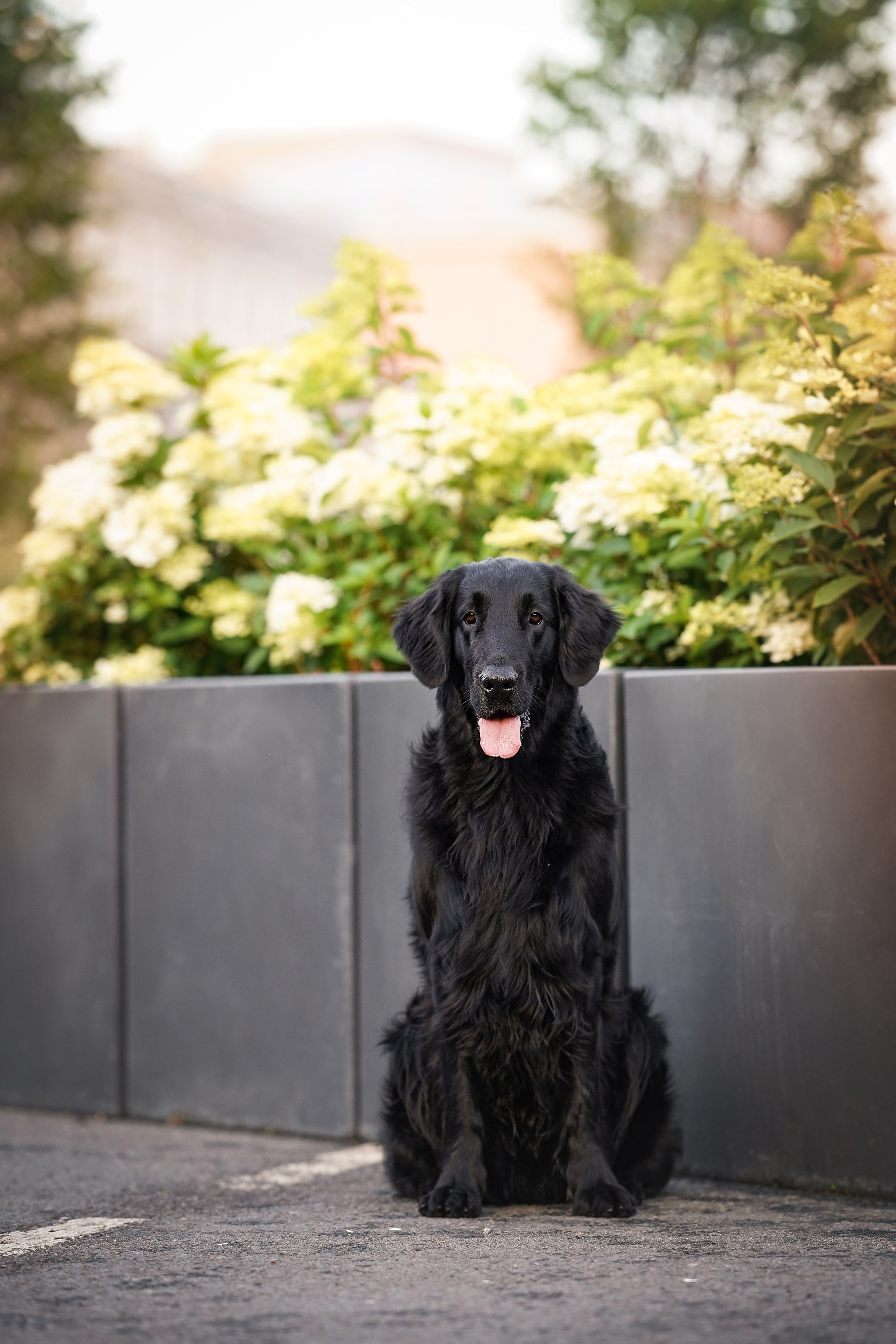 Анна и Мустик. Фотограф-анималист в Санкт-Петербурге Яна Мартынова