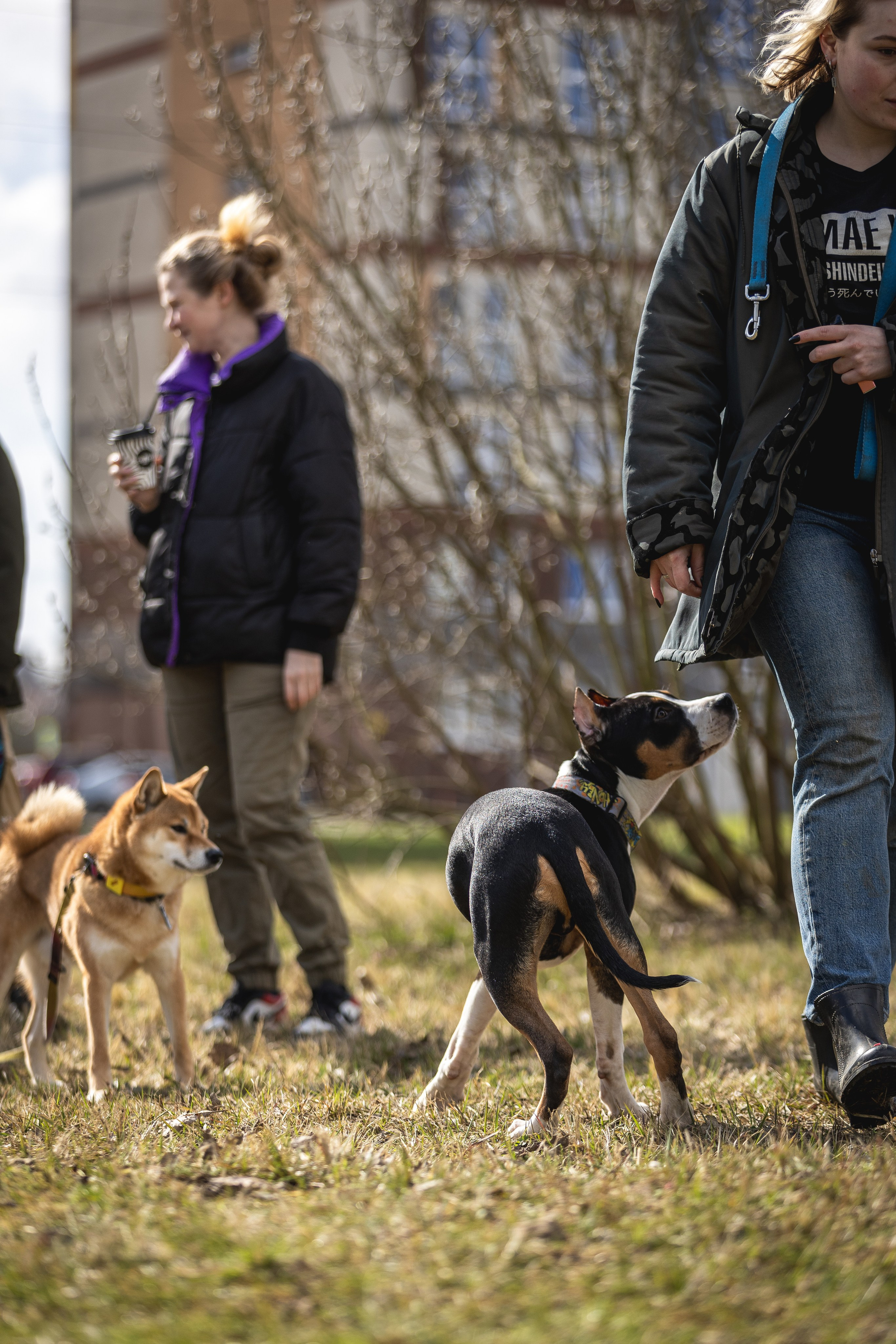 Догтуса 24.03.2024. Ирина Голомб|Фотограф-анималист в  Сочи и Калининграде