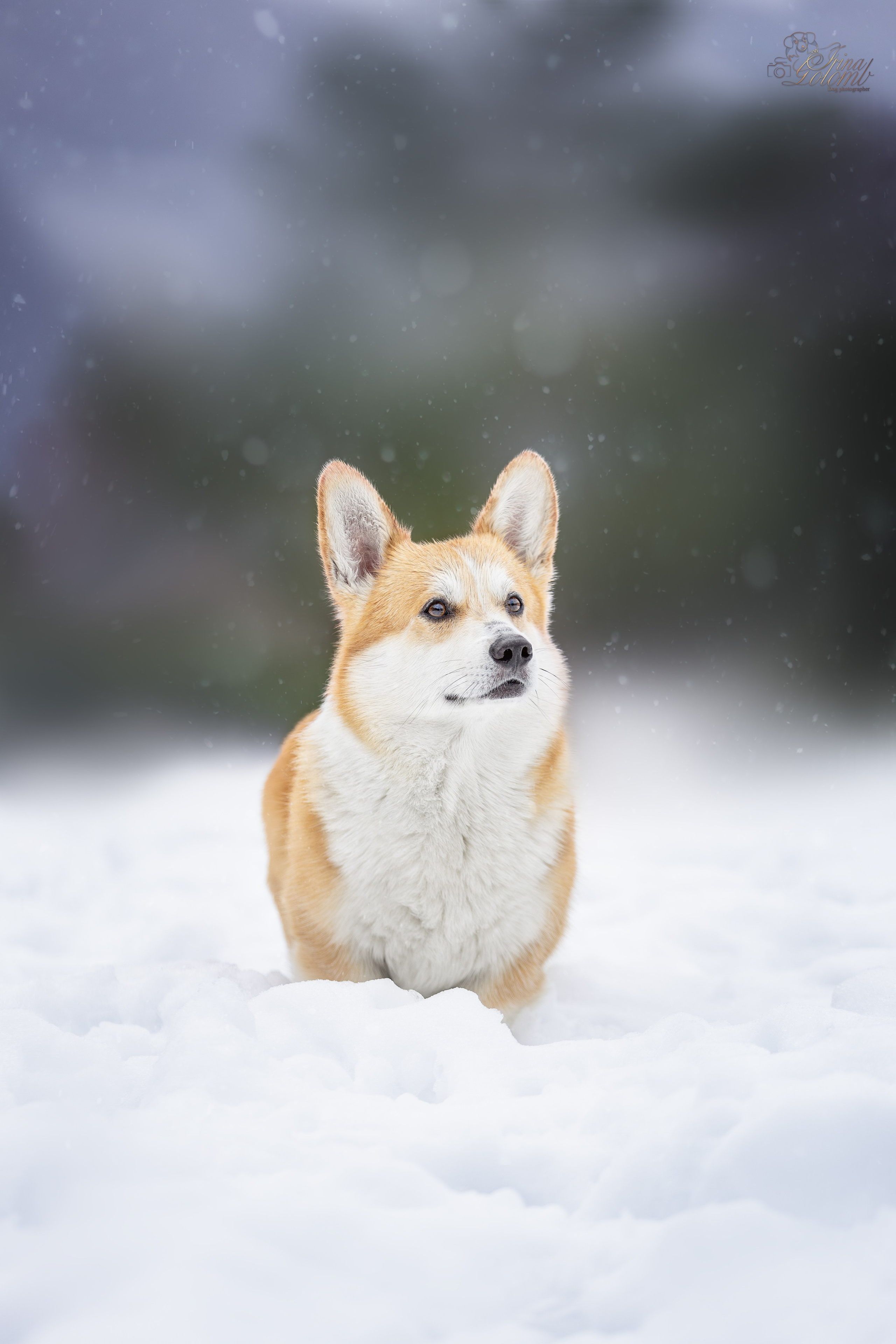 Гай, Корги-Пемброк. Ирина Голомб|Фотограф-анималист в  Сочи и Калининграде