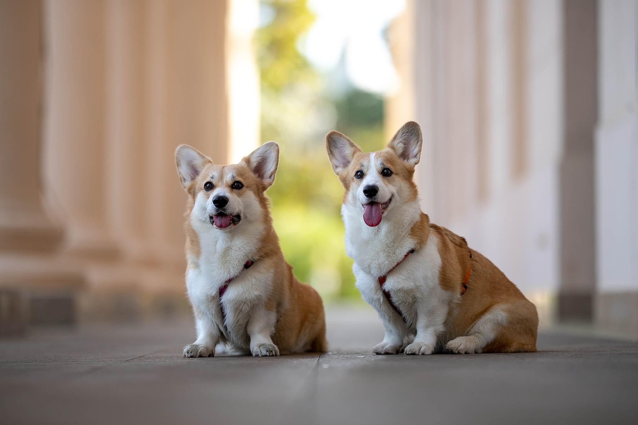 Лиса и Деви, корги. Ирина Голомб|Фотограф-анималист в  Сочи и Калининграде