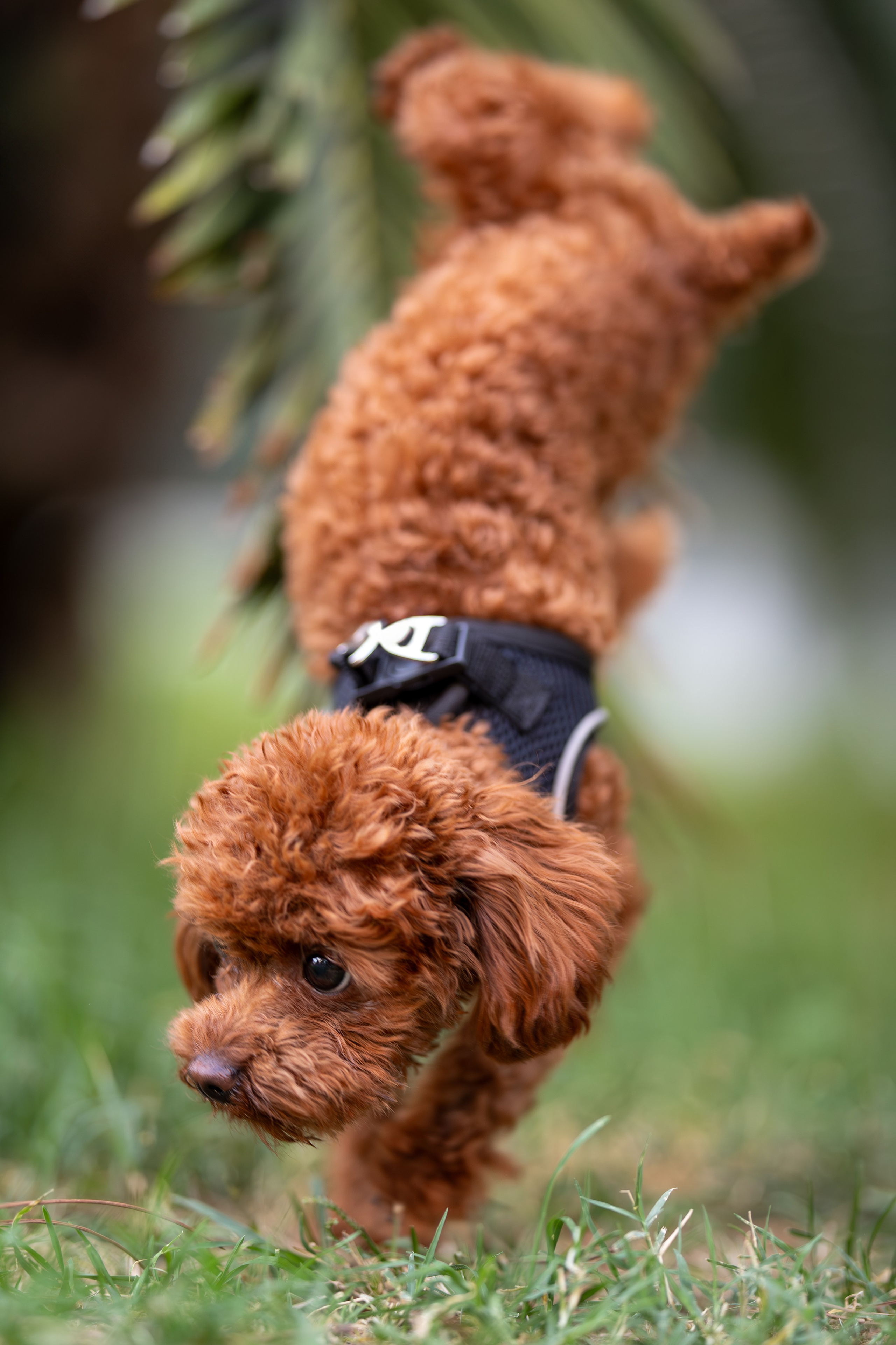 Марик, тикап-пудель. Ирина Голомб|Фотограф-анималист в  Сочи и Калининграде