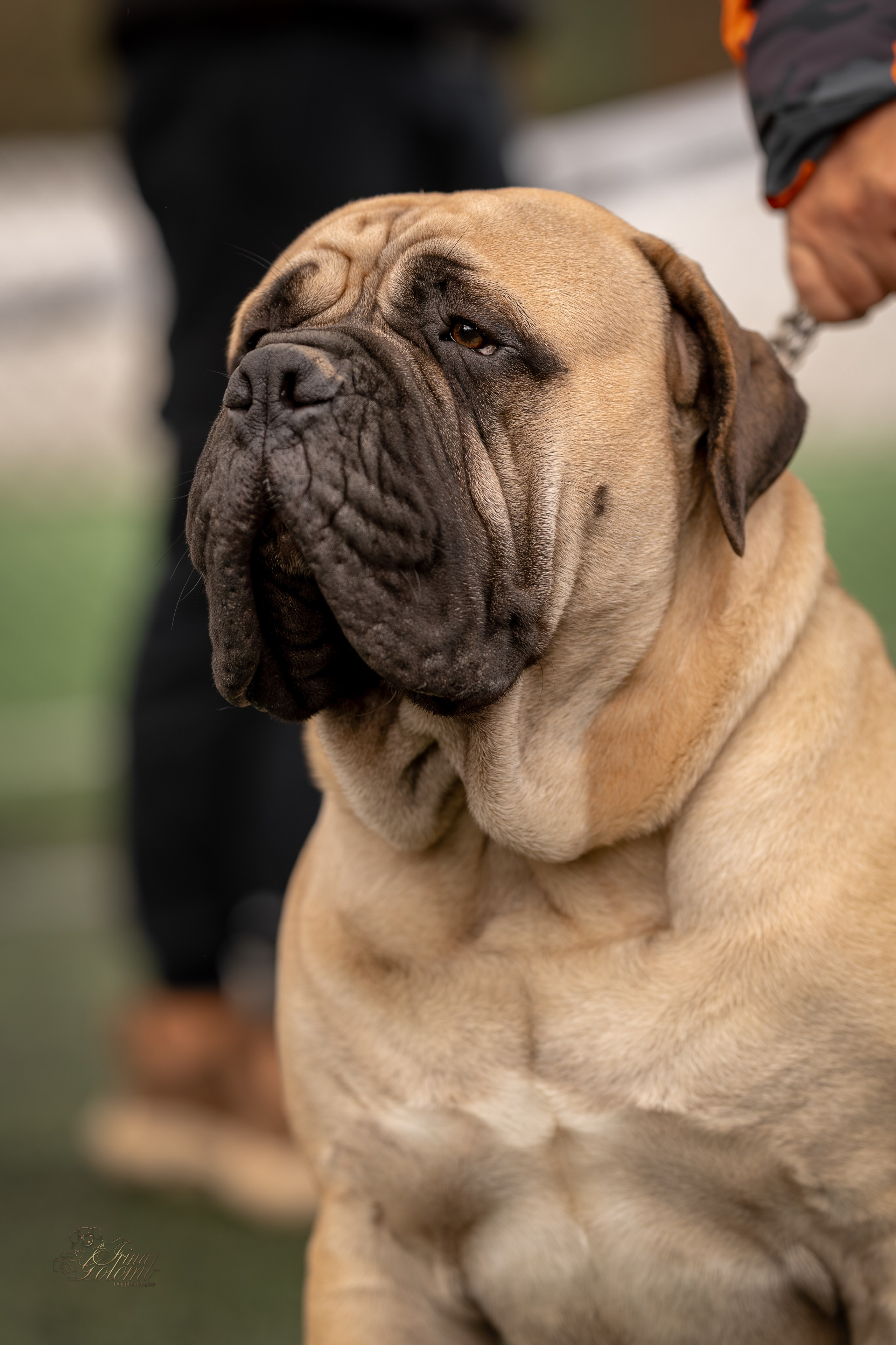 Выставка 17.12.23. Ирина Голомб|Фотограф-анималист в  Сочи и Калининграде
