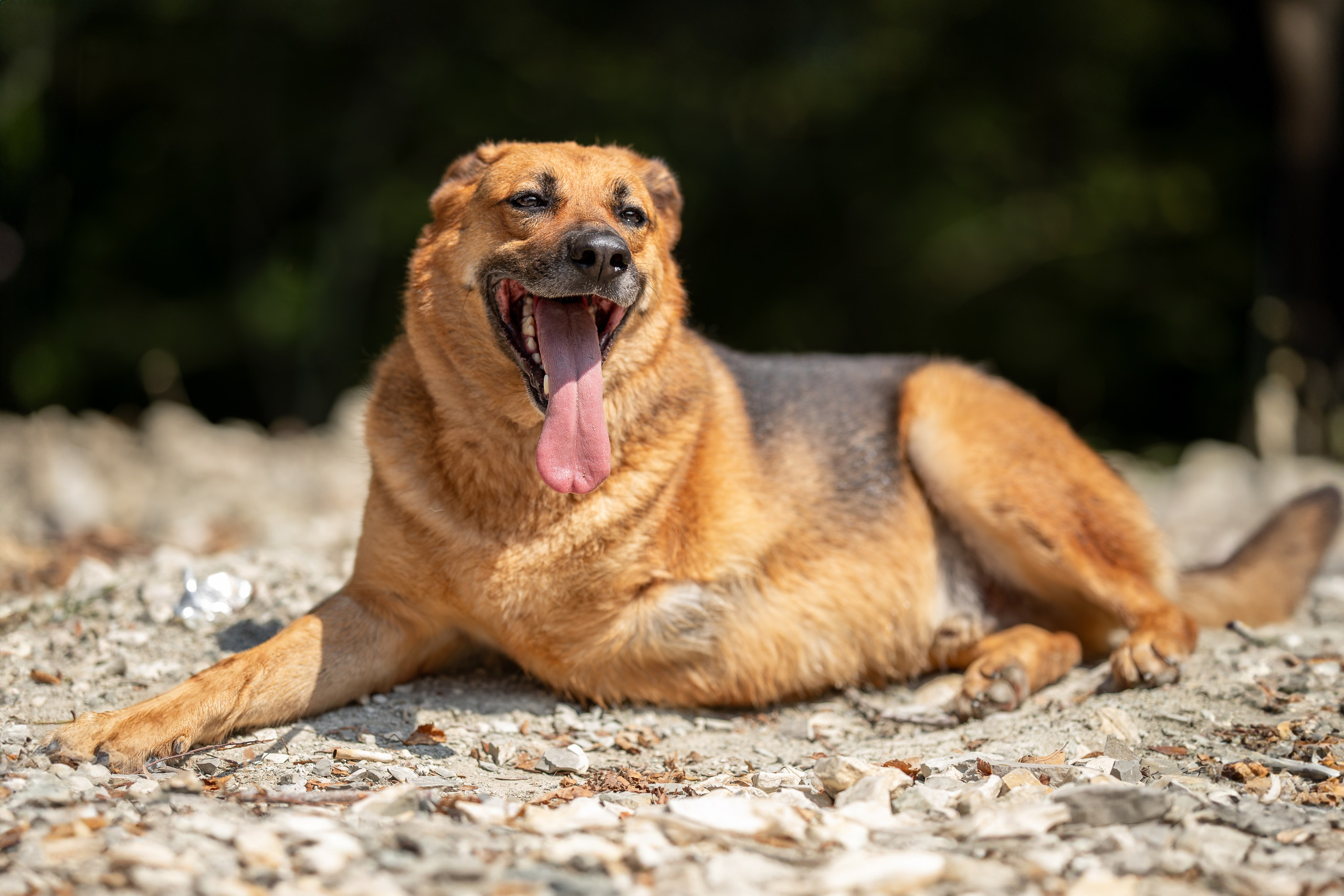 Мини-приют «Возрождение». Ирина Голомб|Фотограф-анималист в  Сочи и Калининграде