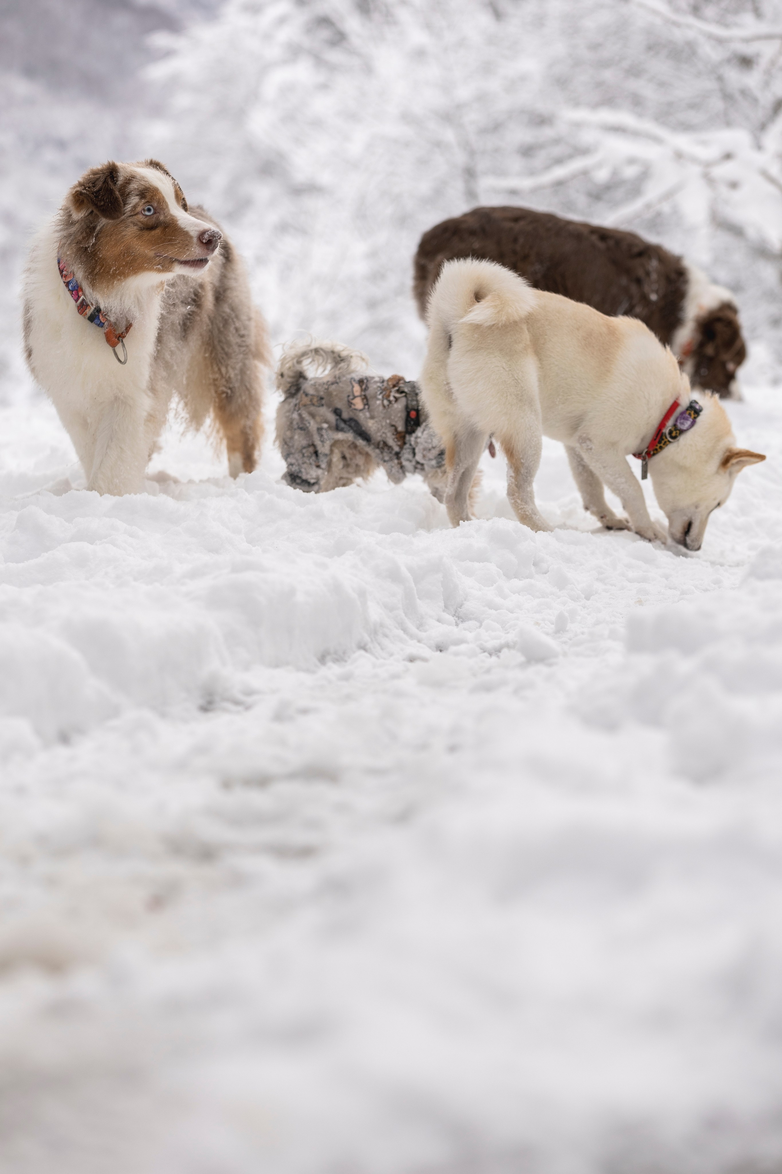 Догтуса Тропа Ефремова. Ирина Голомб|Фотограф-анималист в  Сочи и Калининграде