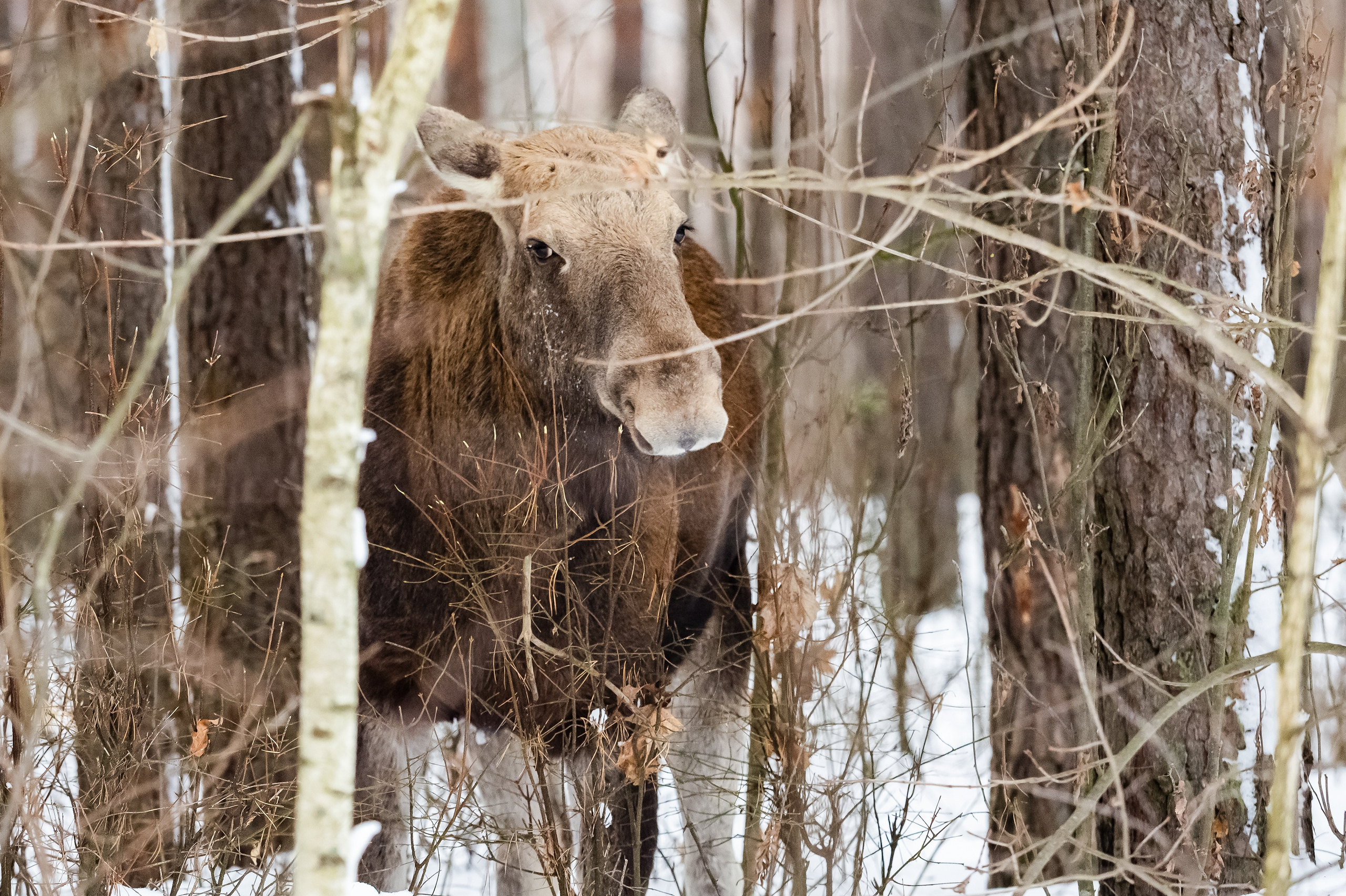 Красота Заречного. Репортажный, семейный и детский фотограф в Пензе и Заречном Арина Ермилова. Картины барельеф на заказ