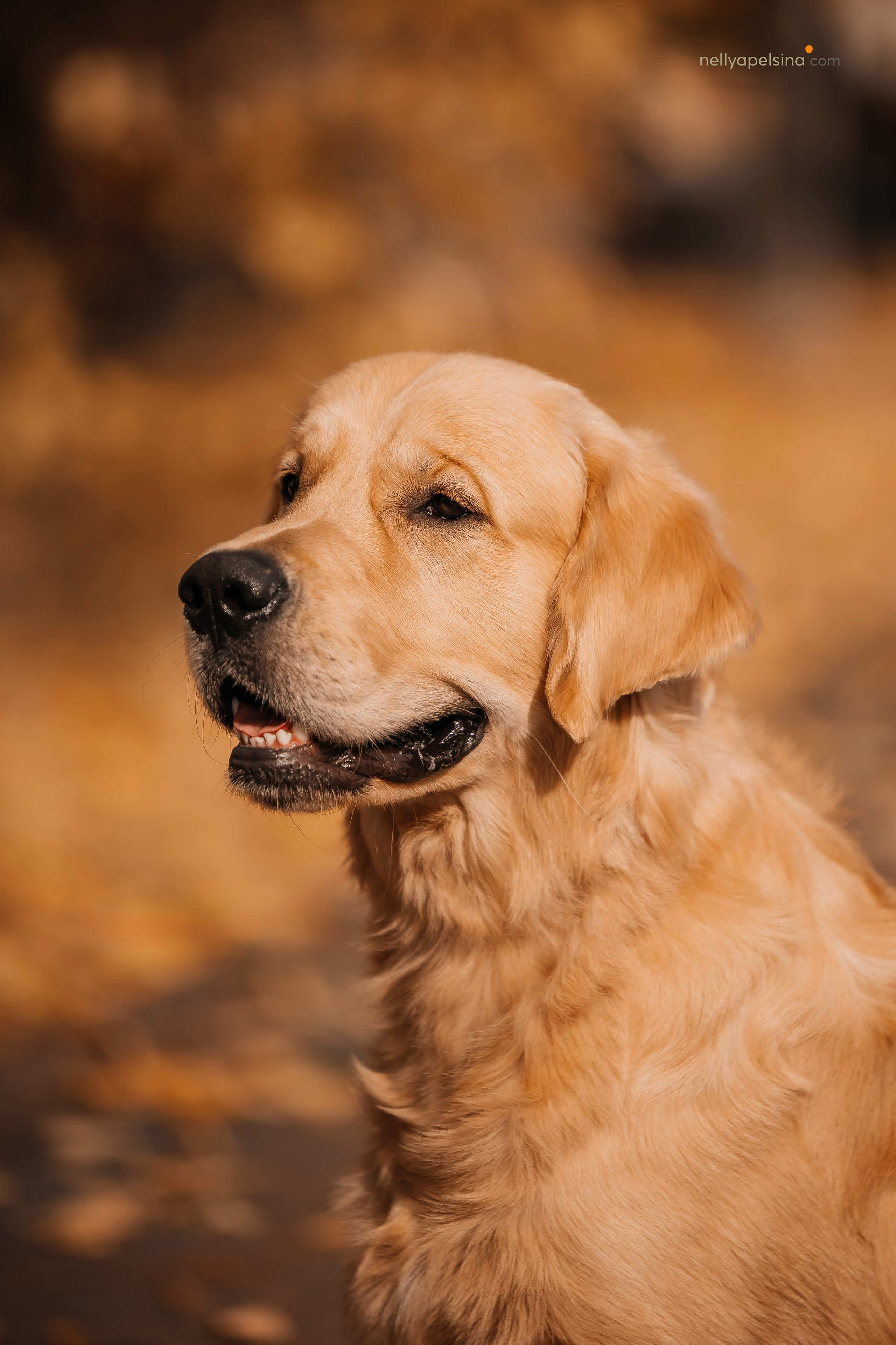 Настя, Дима, Олег и Арчи. Фотограф Нелли Самойлова