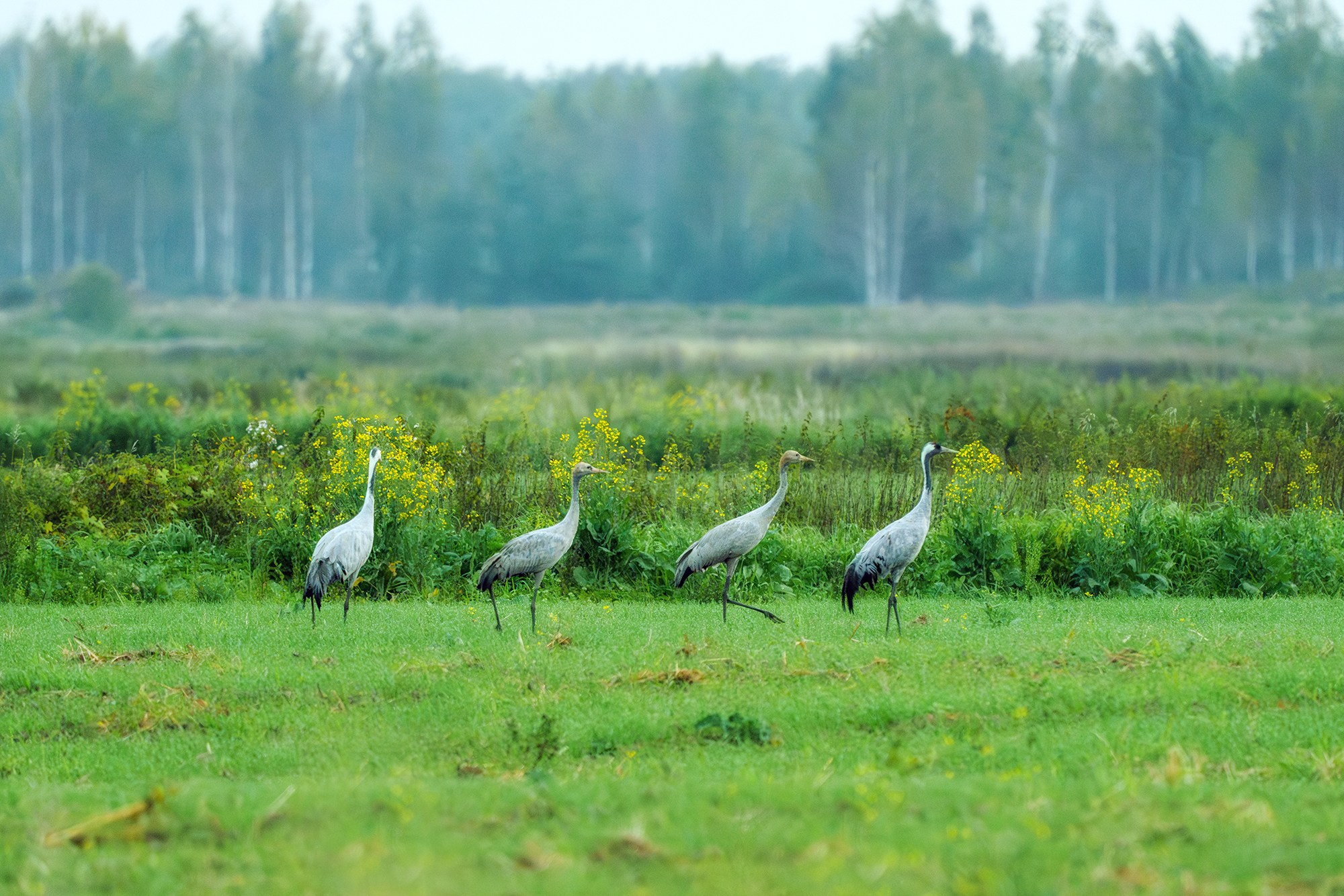 Природа. Ваш личный фотограф Марина Волкова