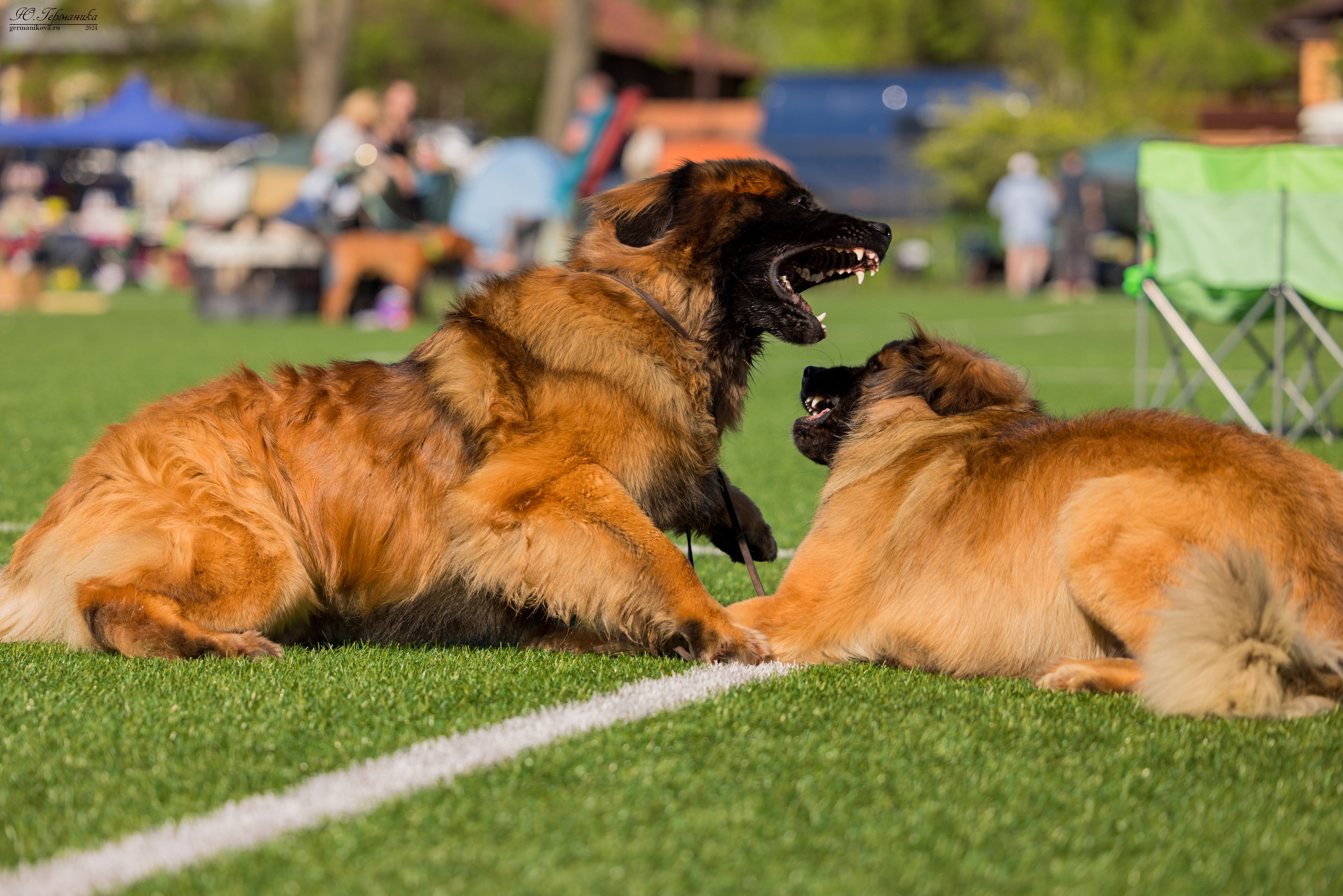 Суздаль 18-19.05.2024. Фотограф-анималист Юлия Германика