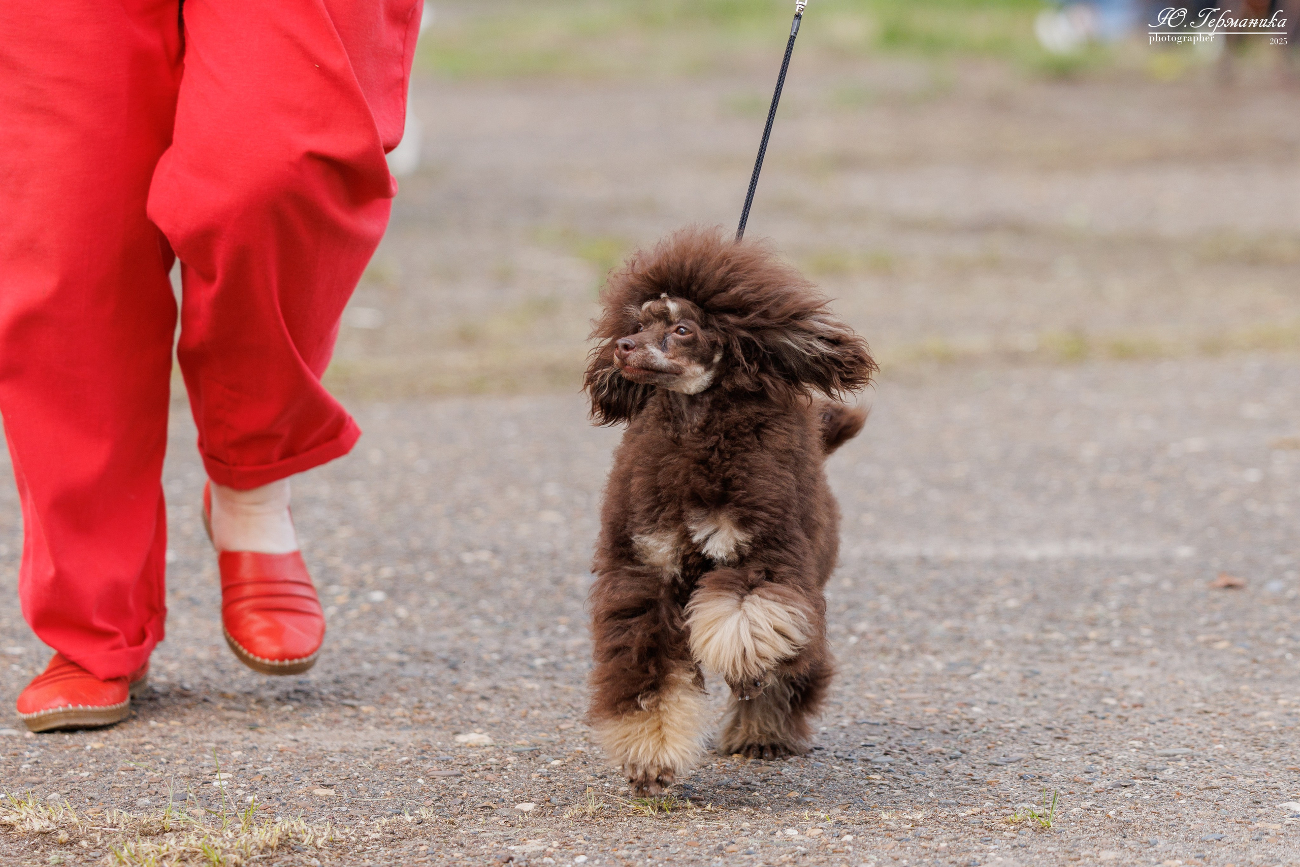 Тверь 10.08.2025. Фотограф-анималист Юлия Германика