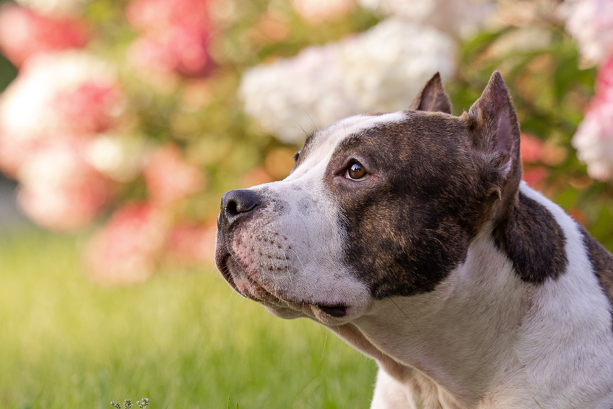 Амстафф Честер и его семья. Фотограф-анималист Natalia Deingel | Фотосъемка собак в Москве