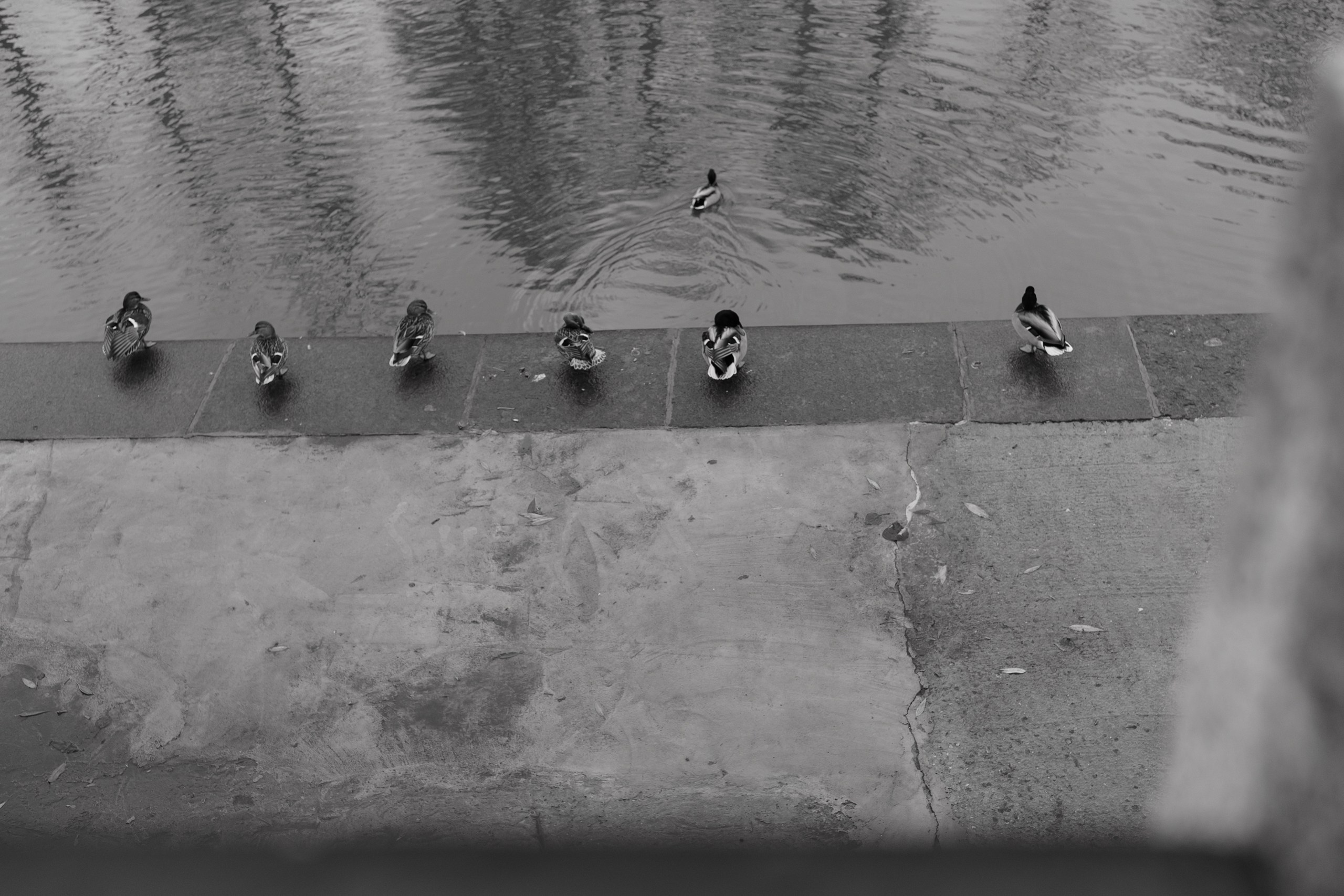 Уличная фотография каждый день