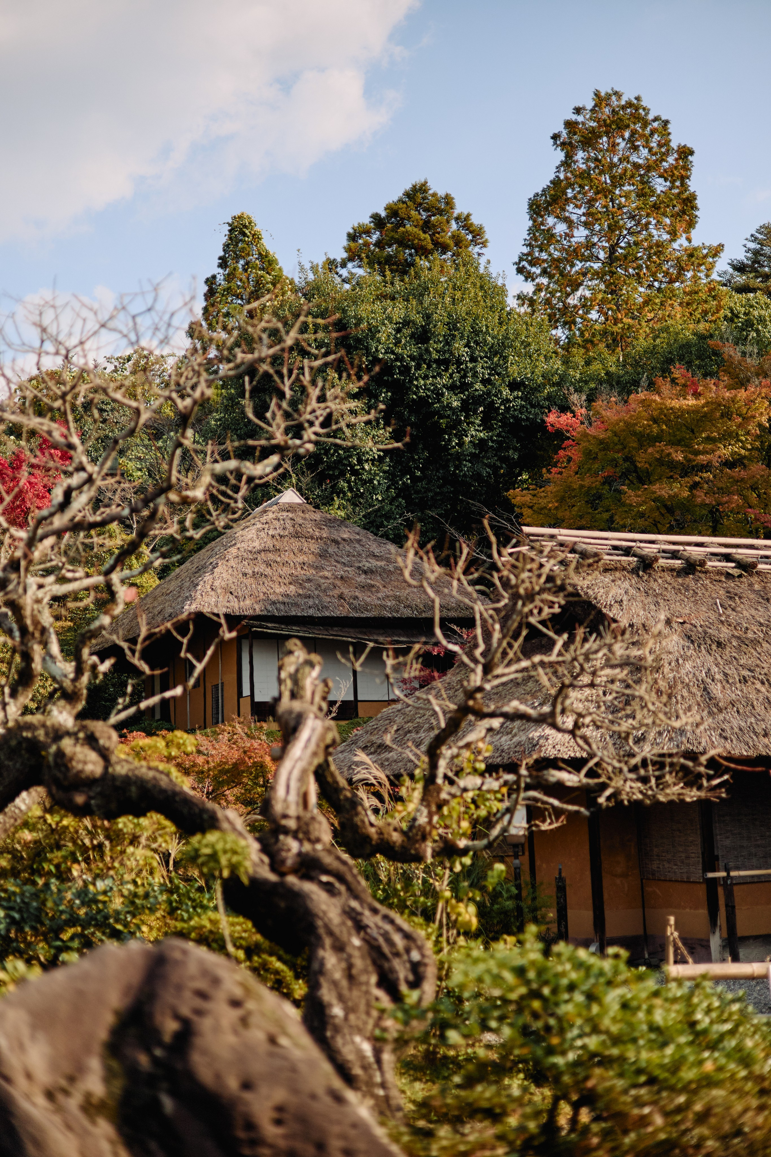 Япония. Профессиональный Фотограф во Владимире, в Москве и в Суздале — Полина Романычева