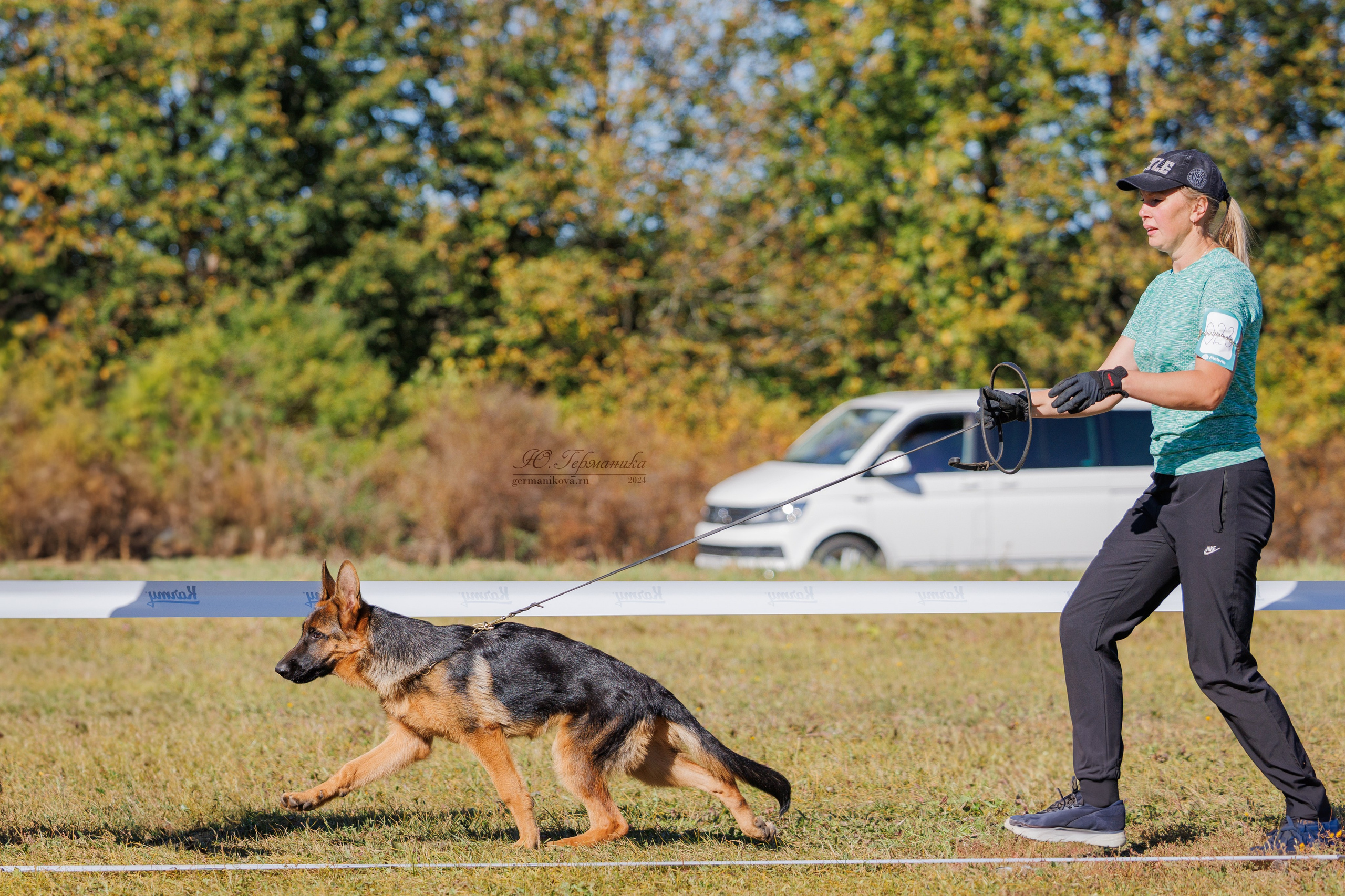 Тверь немецкие овчарки 22.09.2024. Фотограф-анималист Юлия Германика