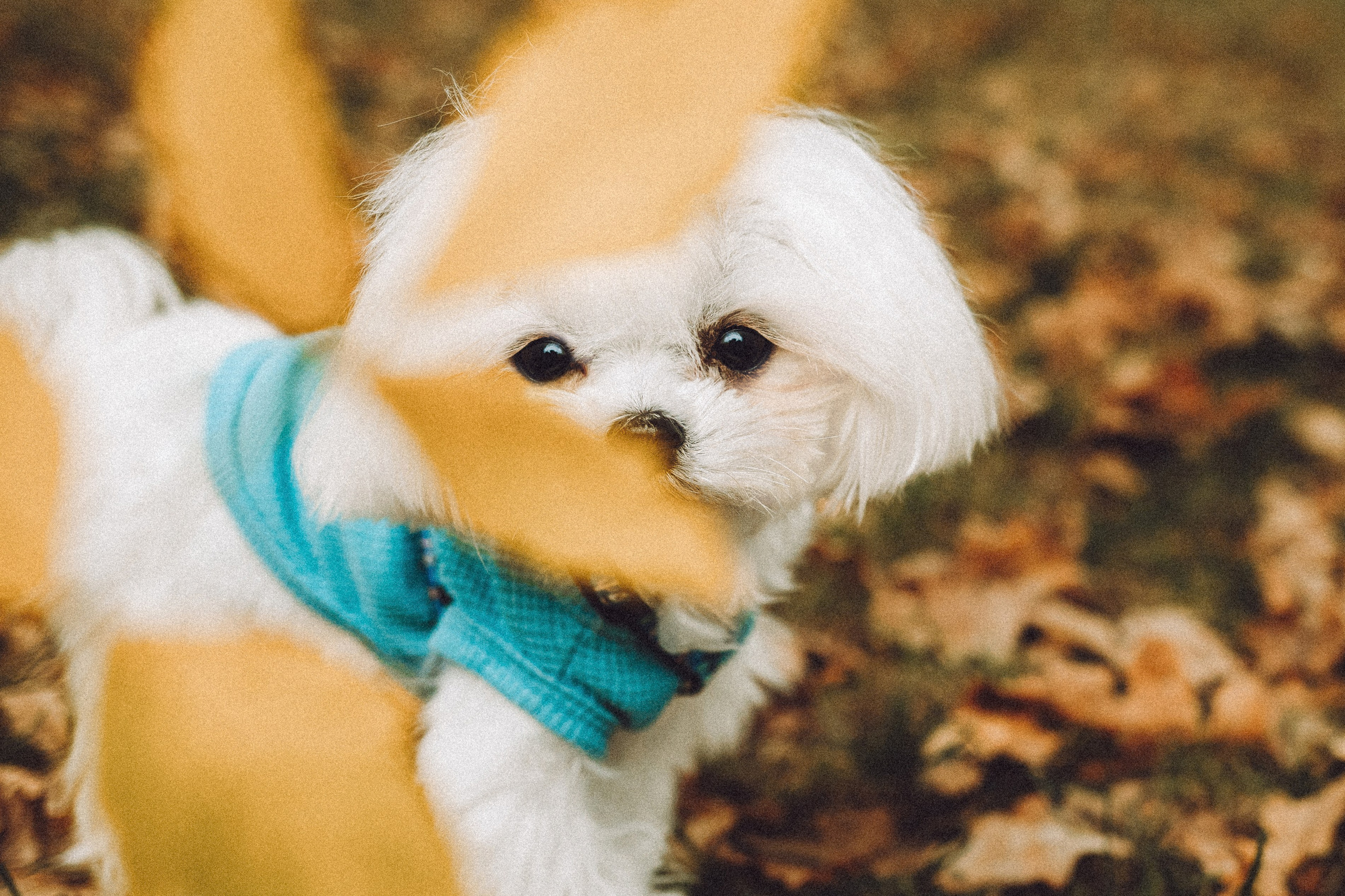 Настя и Гоша