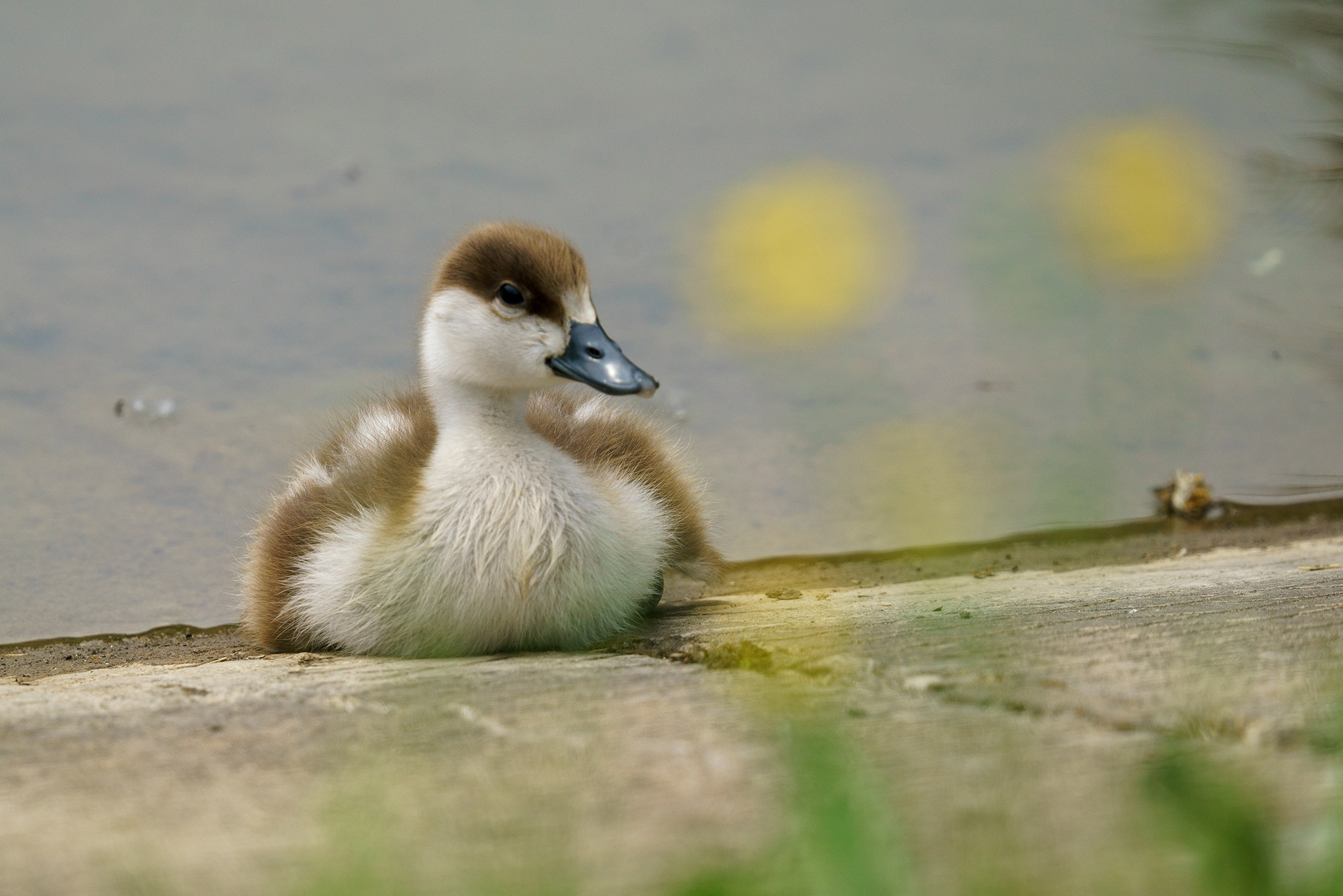 Удивительные мир птиц. Вокруг нас столько прекрасного — присмотритесь!. Ваш личный фотограф Марина Волкова