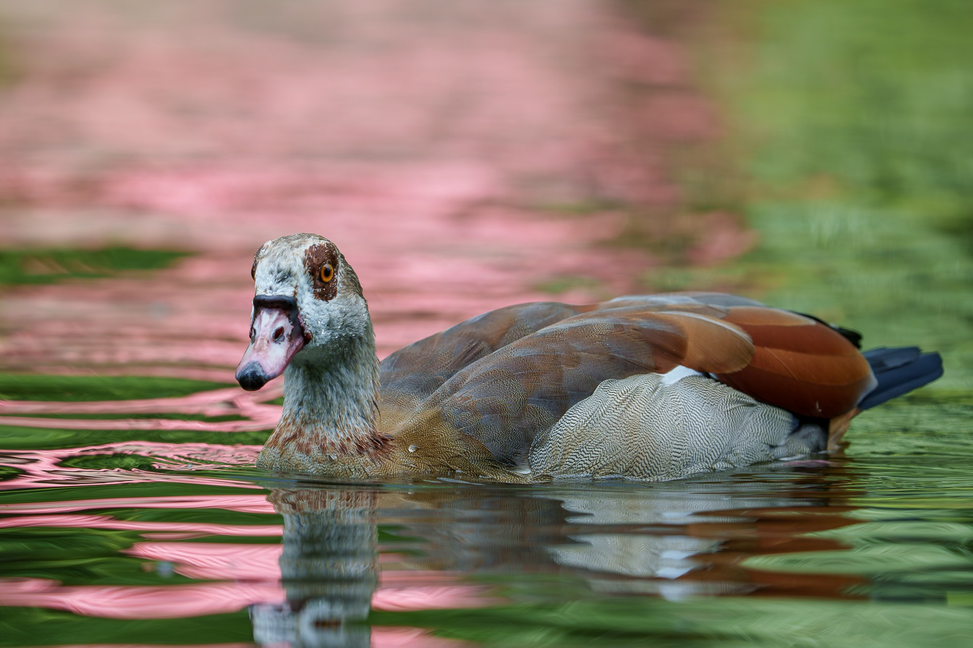 Удивительные мир птиц. Вокруг нас столько прекрасного — присмотритесь!. Ваш личный фотограф Марина Волкова