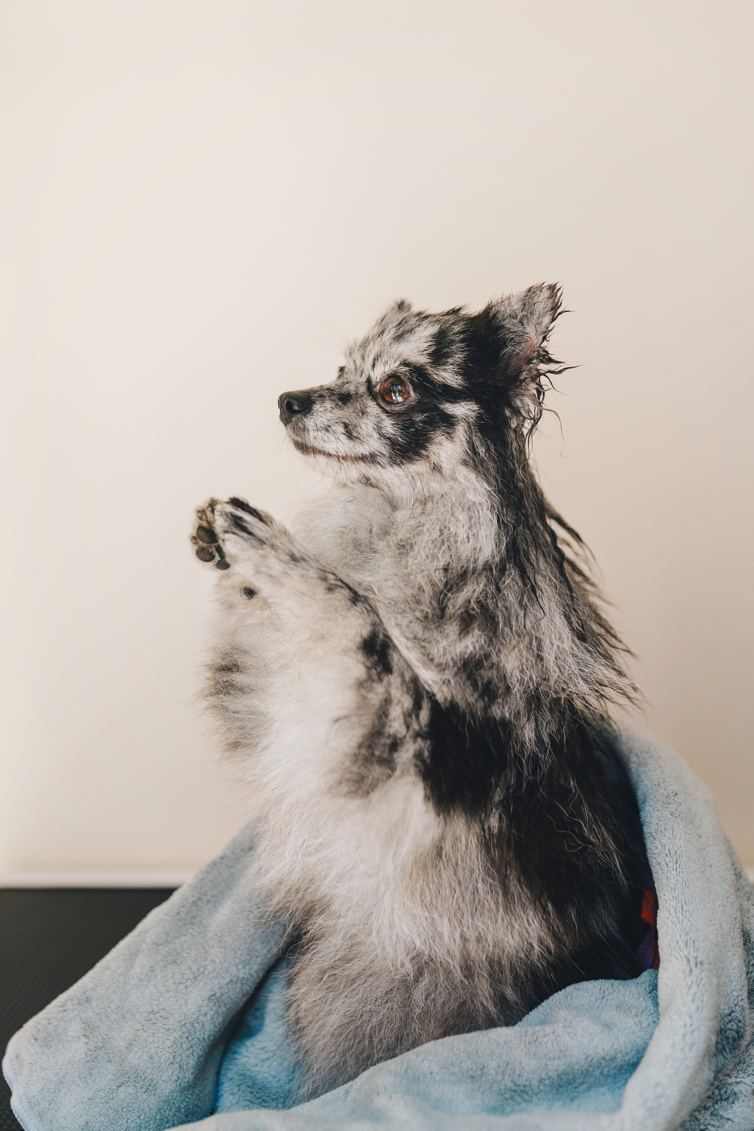 Груминг-салон. Фотограф анималист Осипчикова Мария