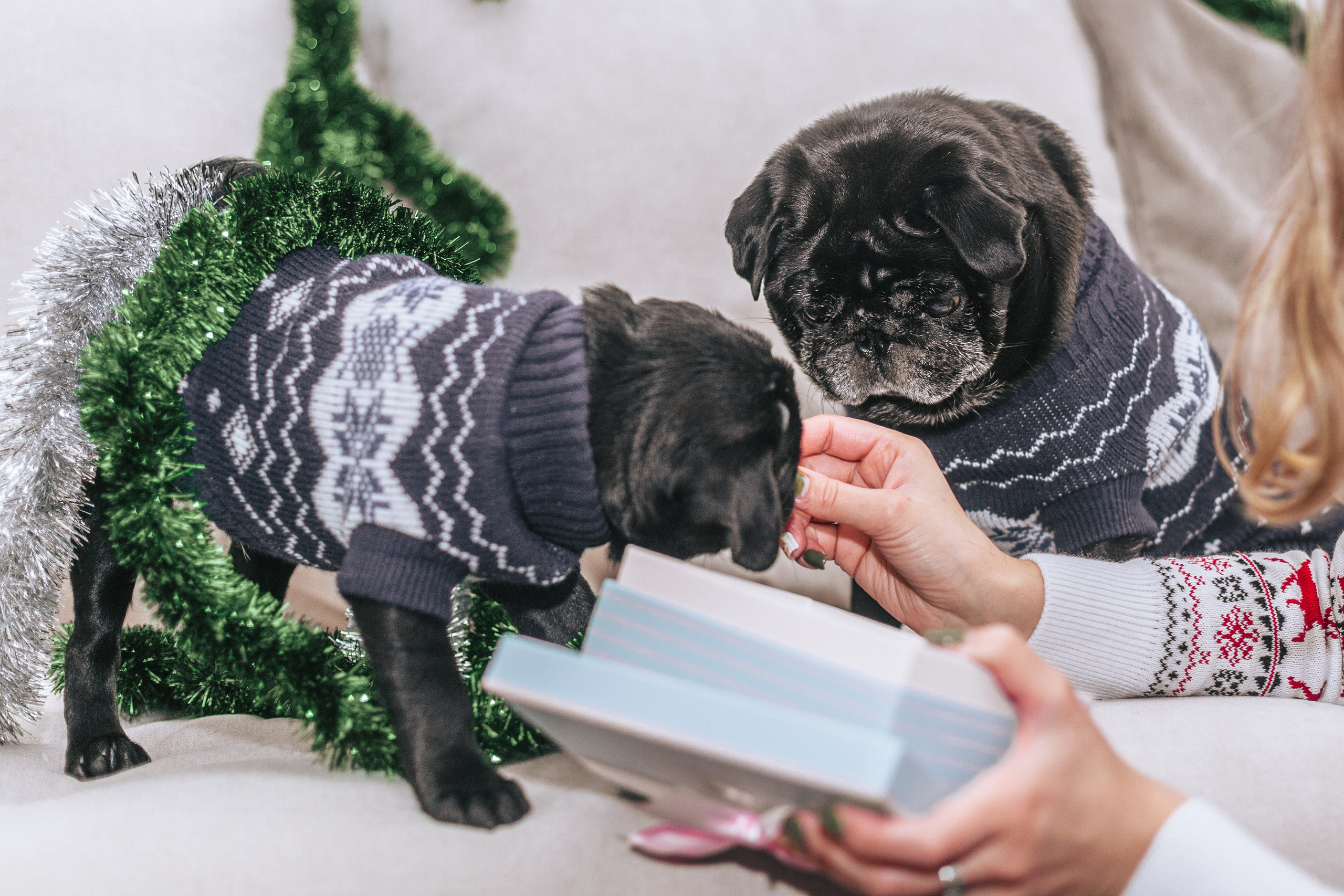 Домашняя фотосессия Оли и двух ее мопсов. Фотограф-анималист Татьяна Степанова