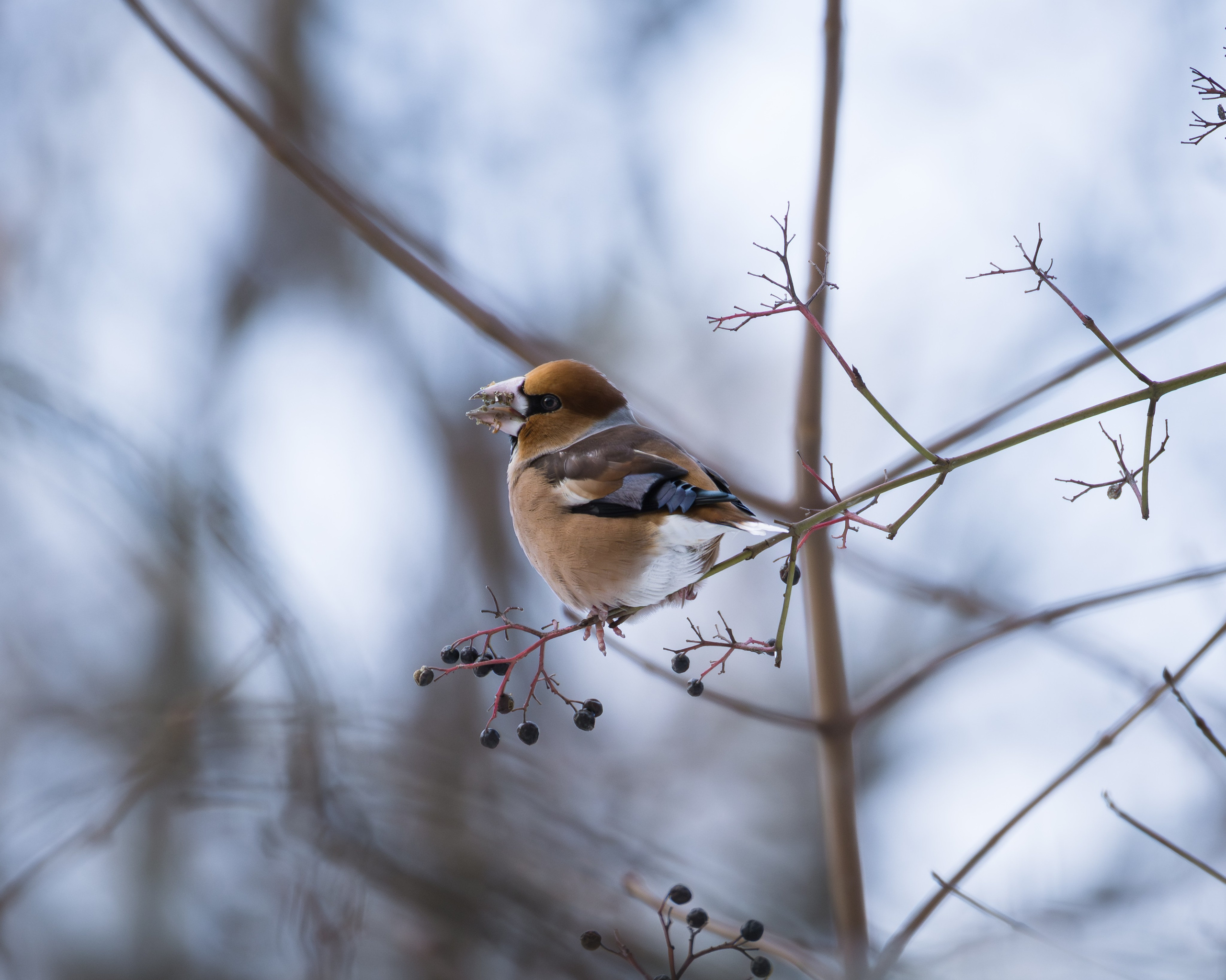 Voronezh 2026. Anton Chernov | Wildlife photographer