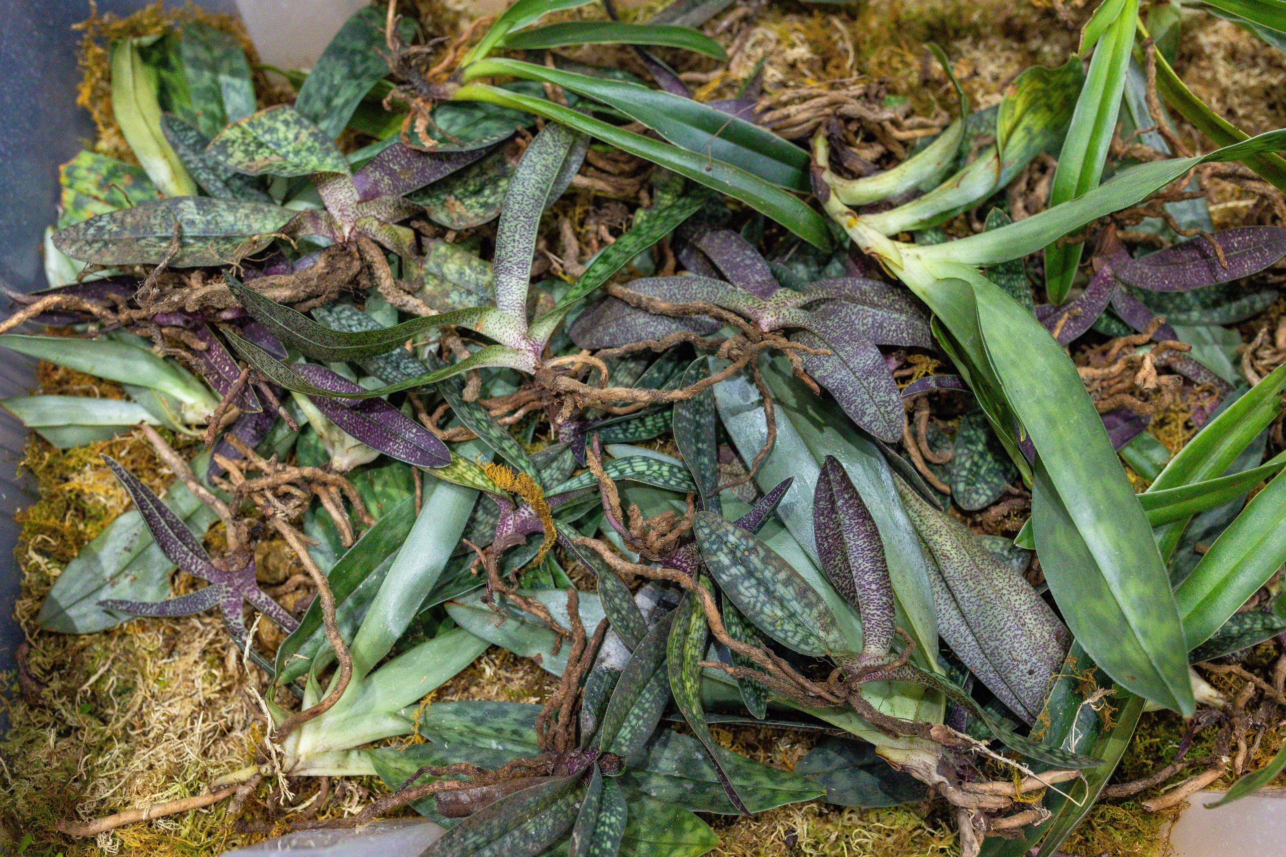 Орхидиум сентябрь 2025. Александра Куликова фотограф, Москва