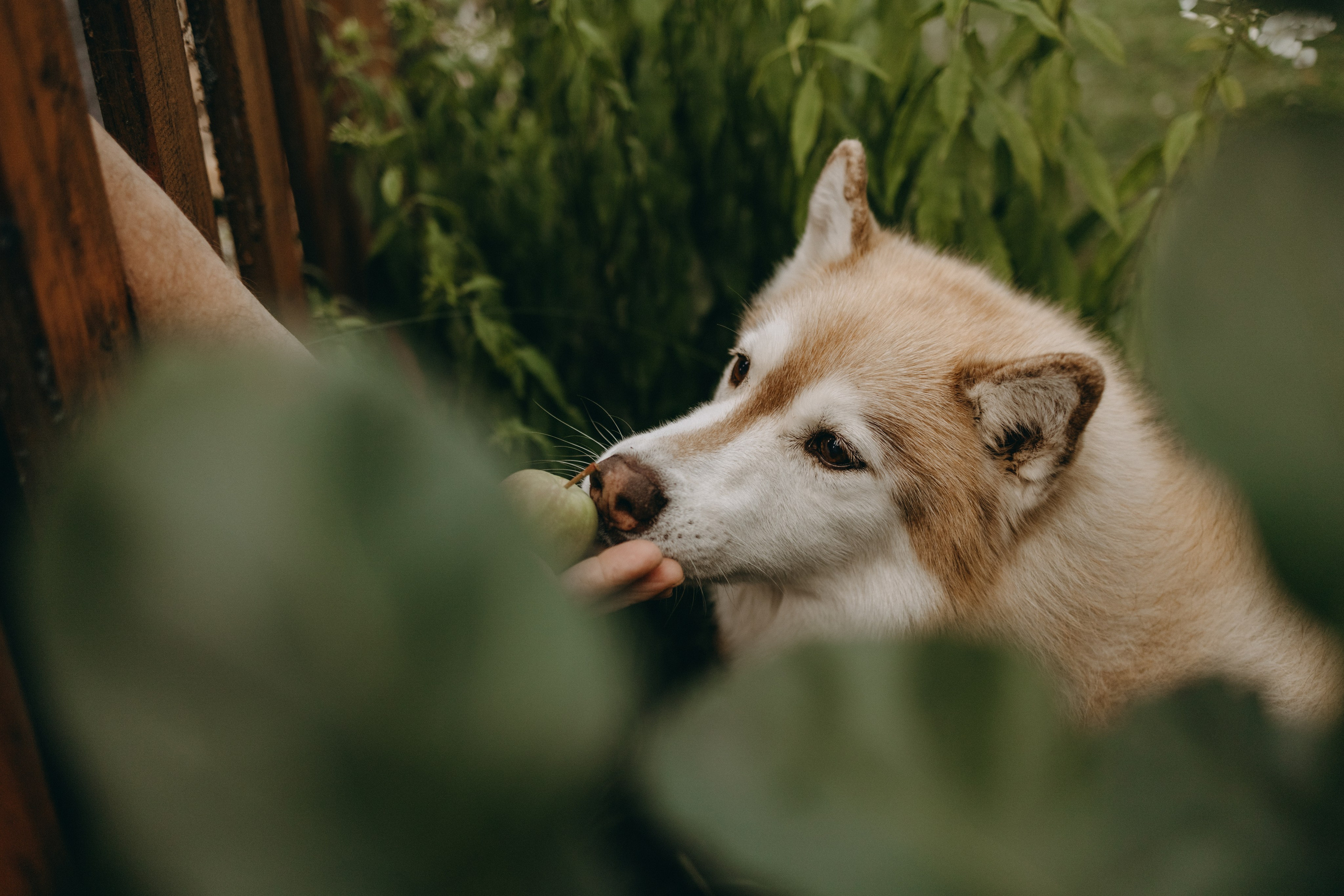 Дом у реки. Фотограф — Анималист | Санкт-Петербург