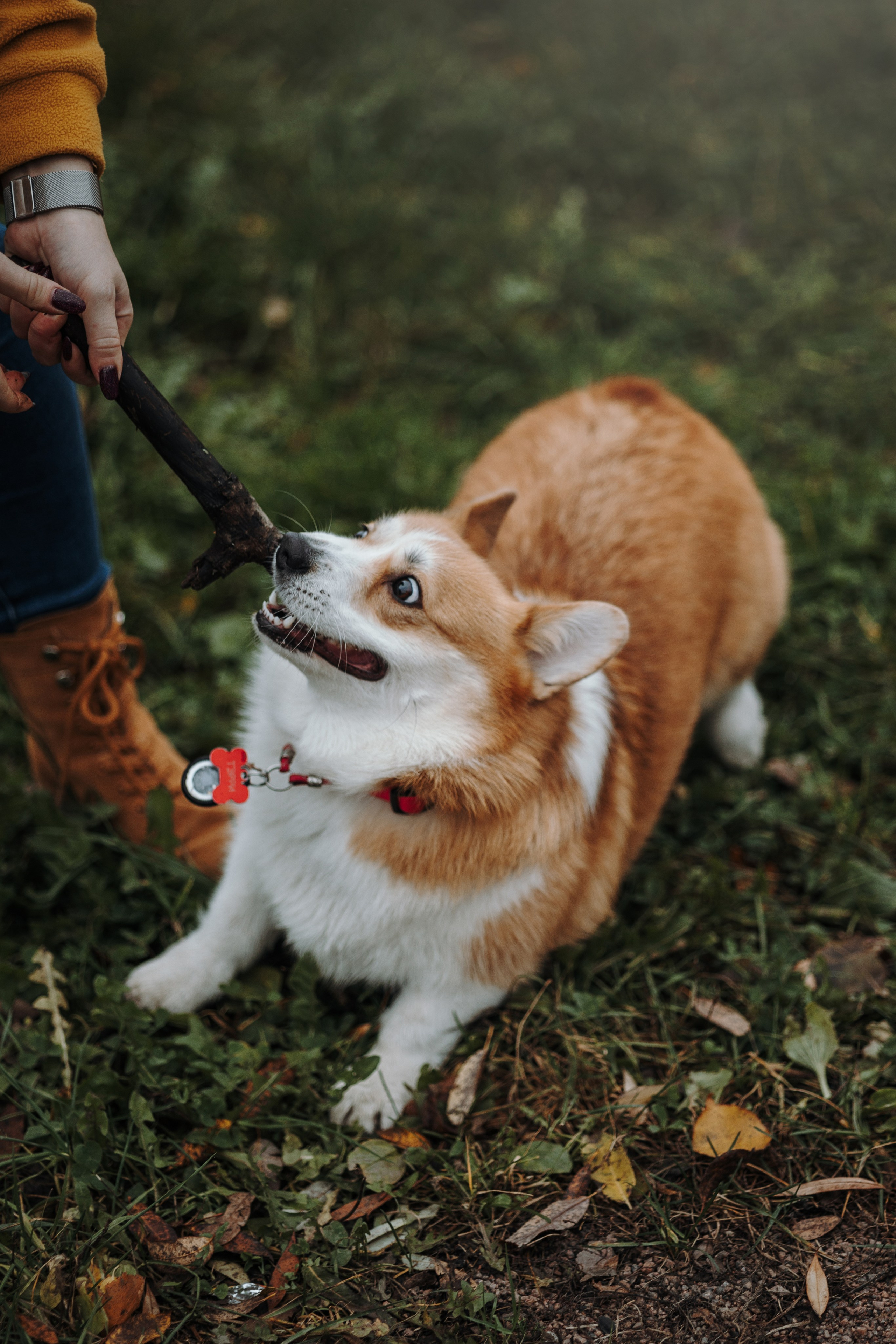 Юля и Терри. Фотограф — Анималист | Санкт-Петербург