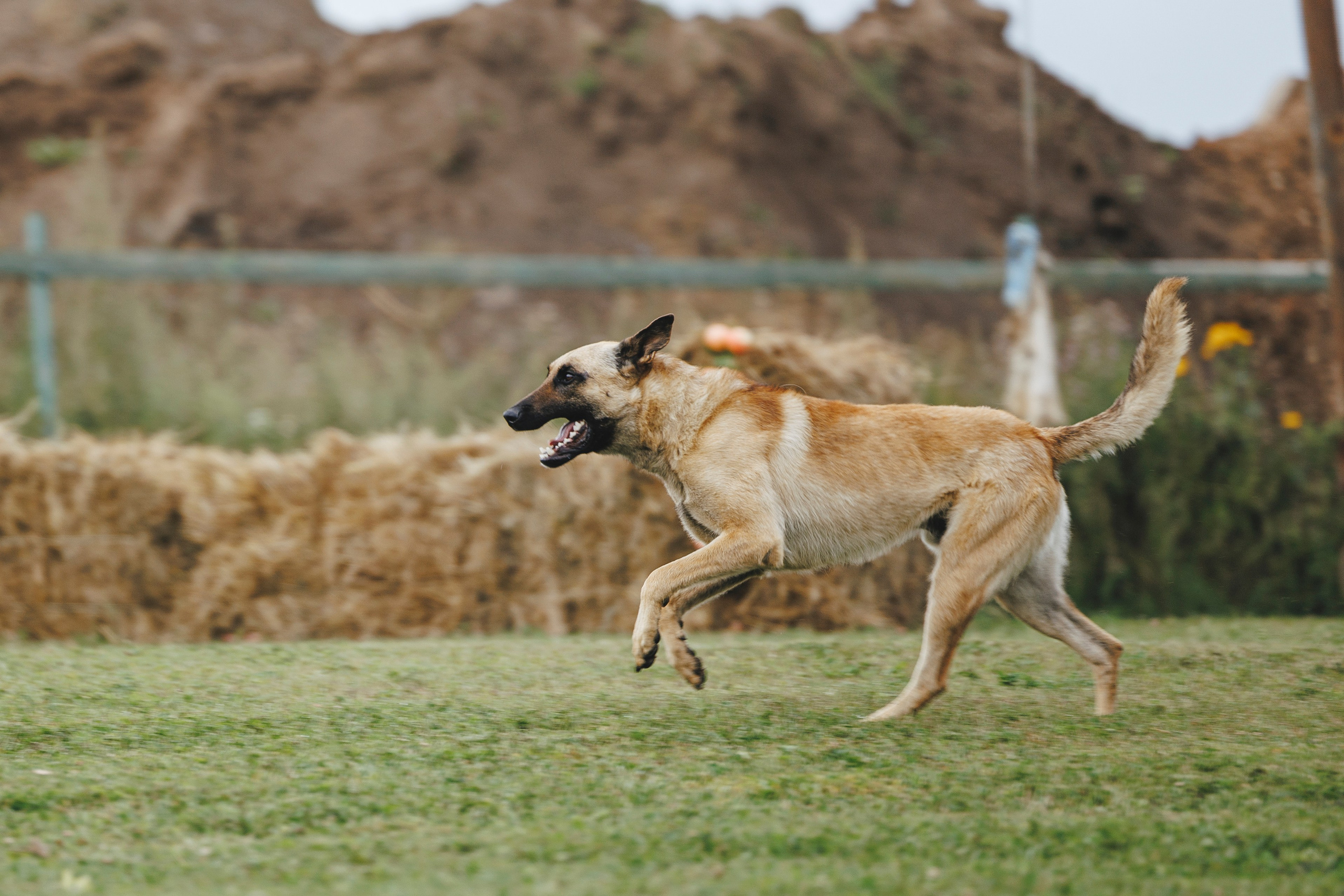 08.08.25-10.08.25 ЧР по мондьорингу г. Вологда. Фотограф-анималист Анна Маринич