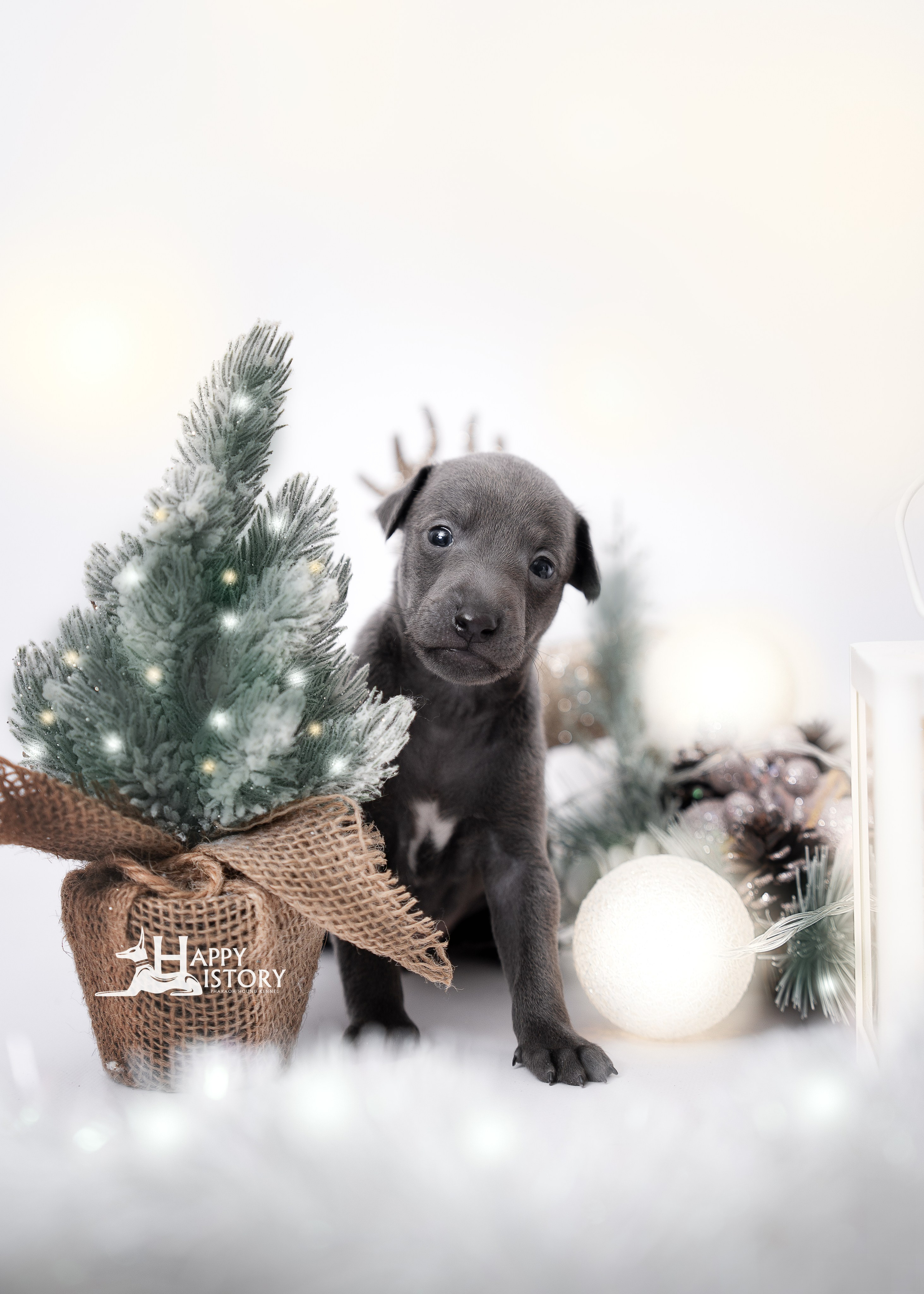 левретка щенок фотограф анималист краснодар 