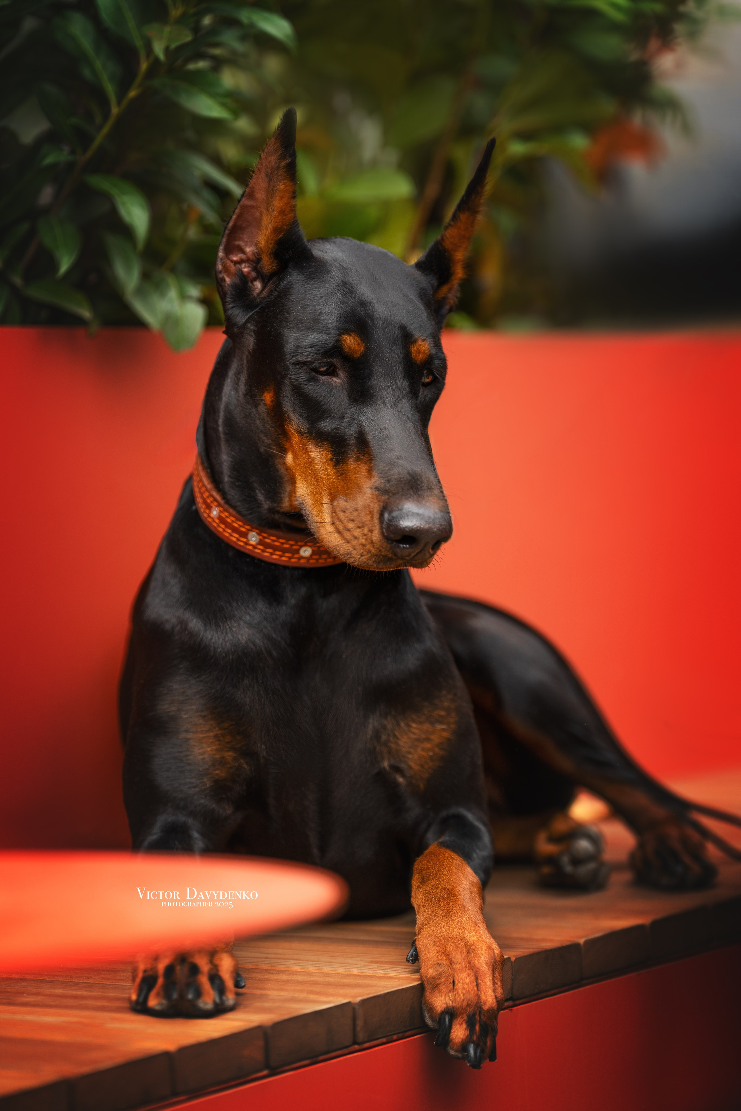 Давыденко Анна / Фотограф Краснодар/Сочи