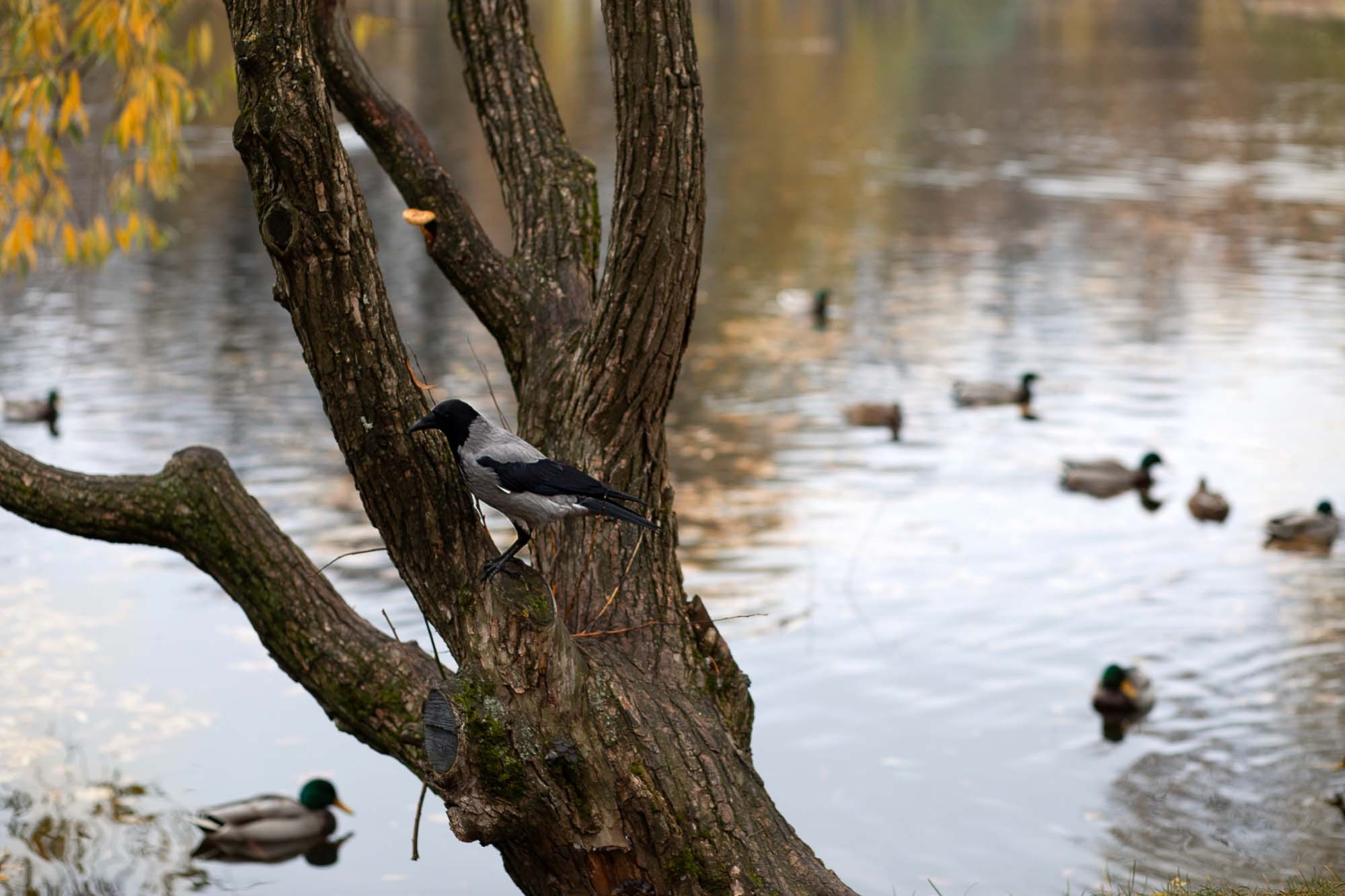Маргарита осень. Семейный и детский фотограф в Санкт-Петербург. Natalia Fadel
