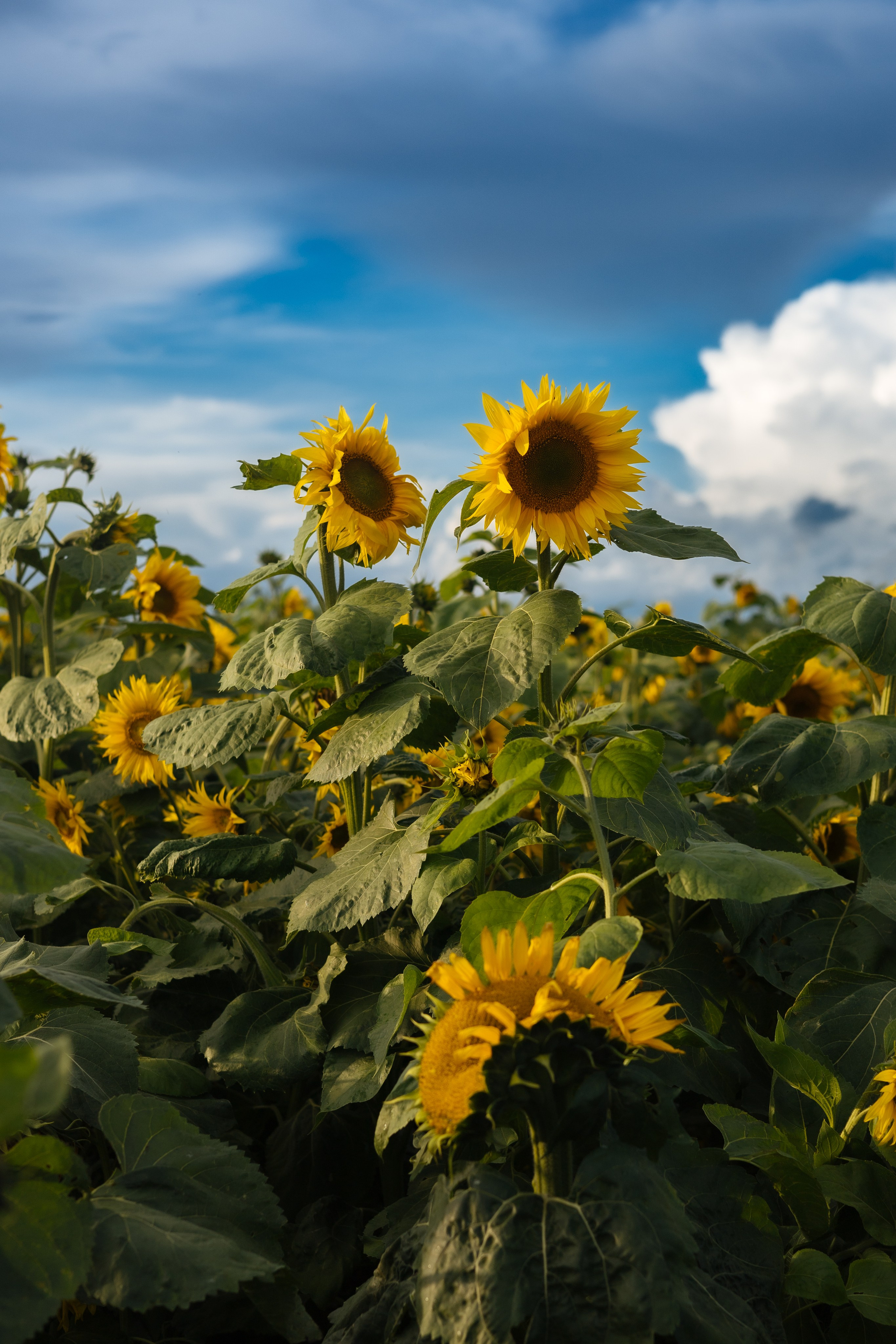 ПОЙМАЛА. Фотограф Красноярск съемки лавстори, фотосессия в студии, портретная съемка, творческие фотосессии