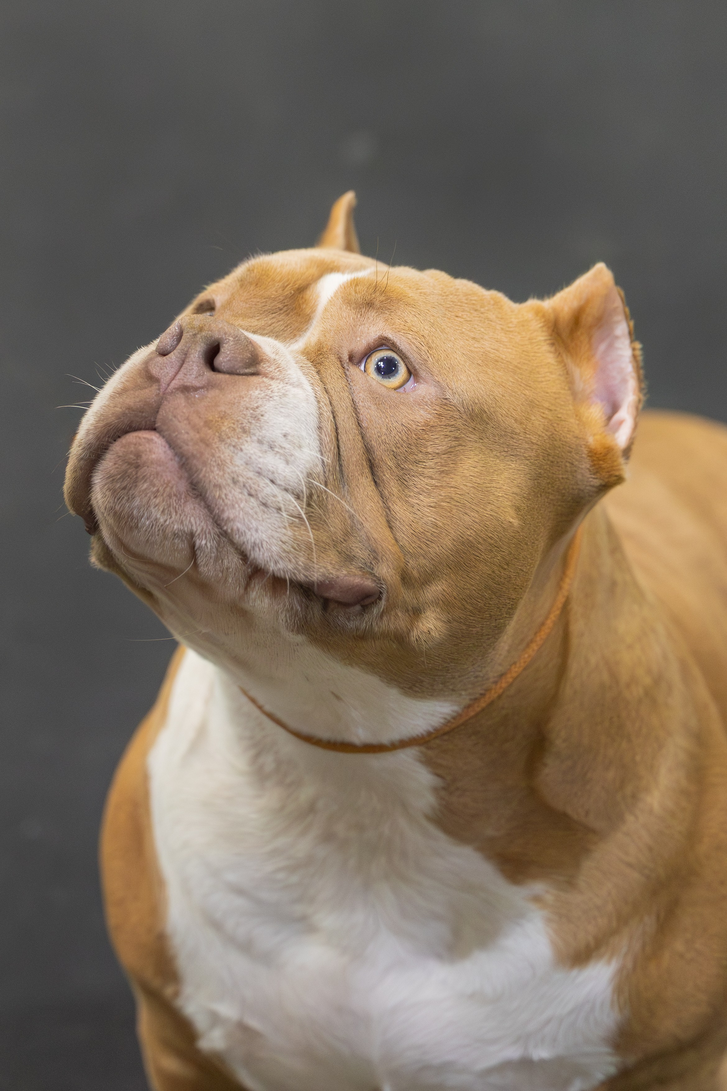 АВКС. Виктория Михайловская. Фотограф-анималист. Москва