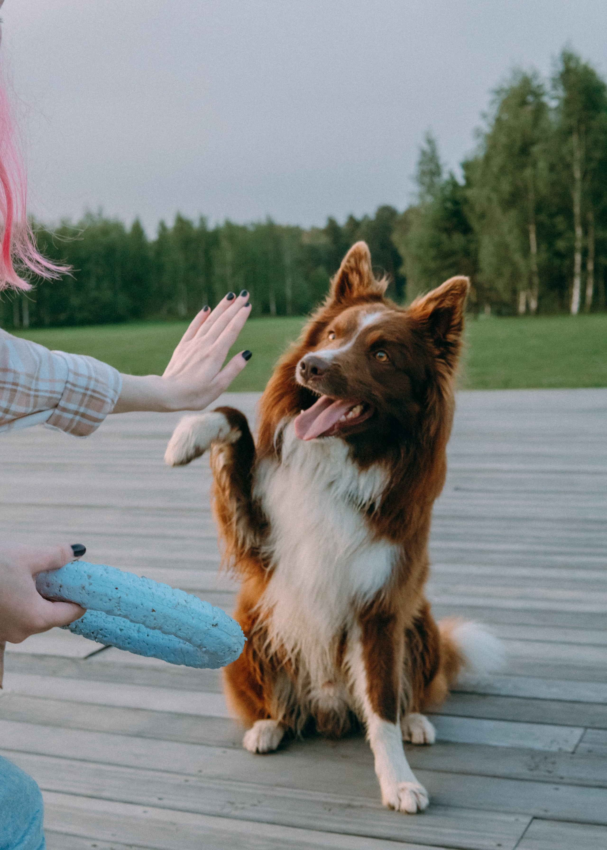 Виолетта, Лила и Питер. Фотограф-анималист Ксения Воробьева, Москва